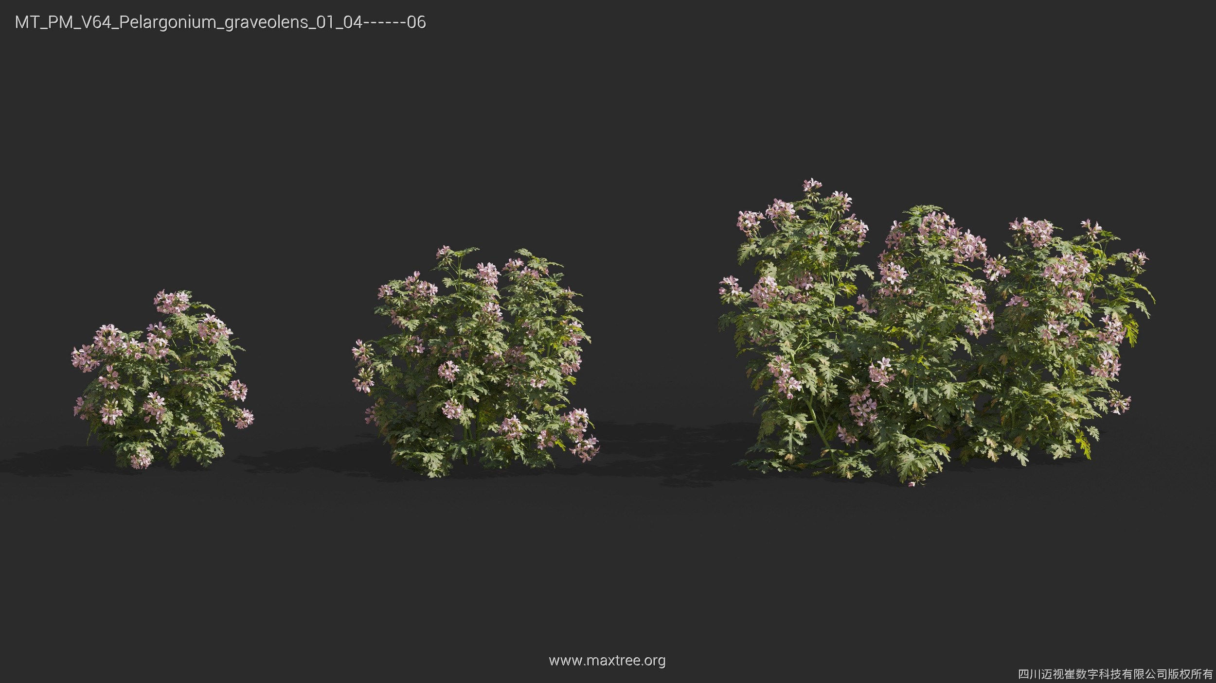 Maxtree Plant Models Vol 64 - Mesh 3D model_24