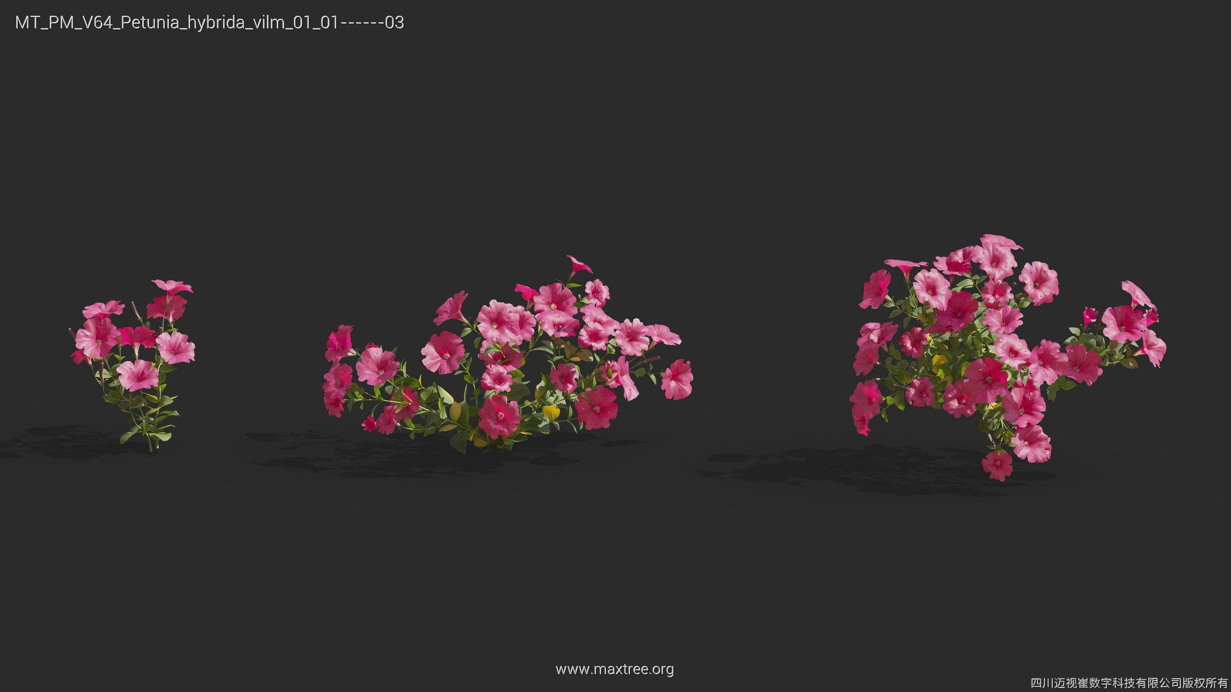 Maxtree Plant Models Vol 64 - Mesh 3D model_25