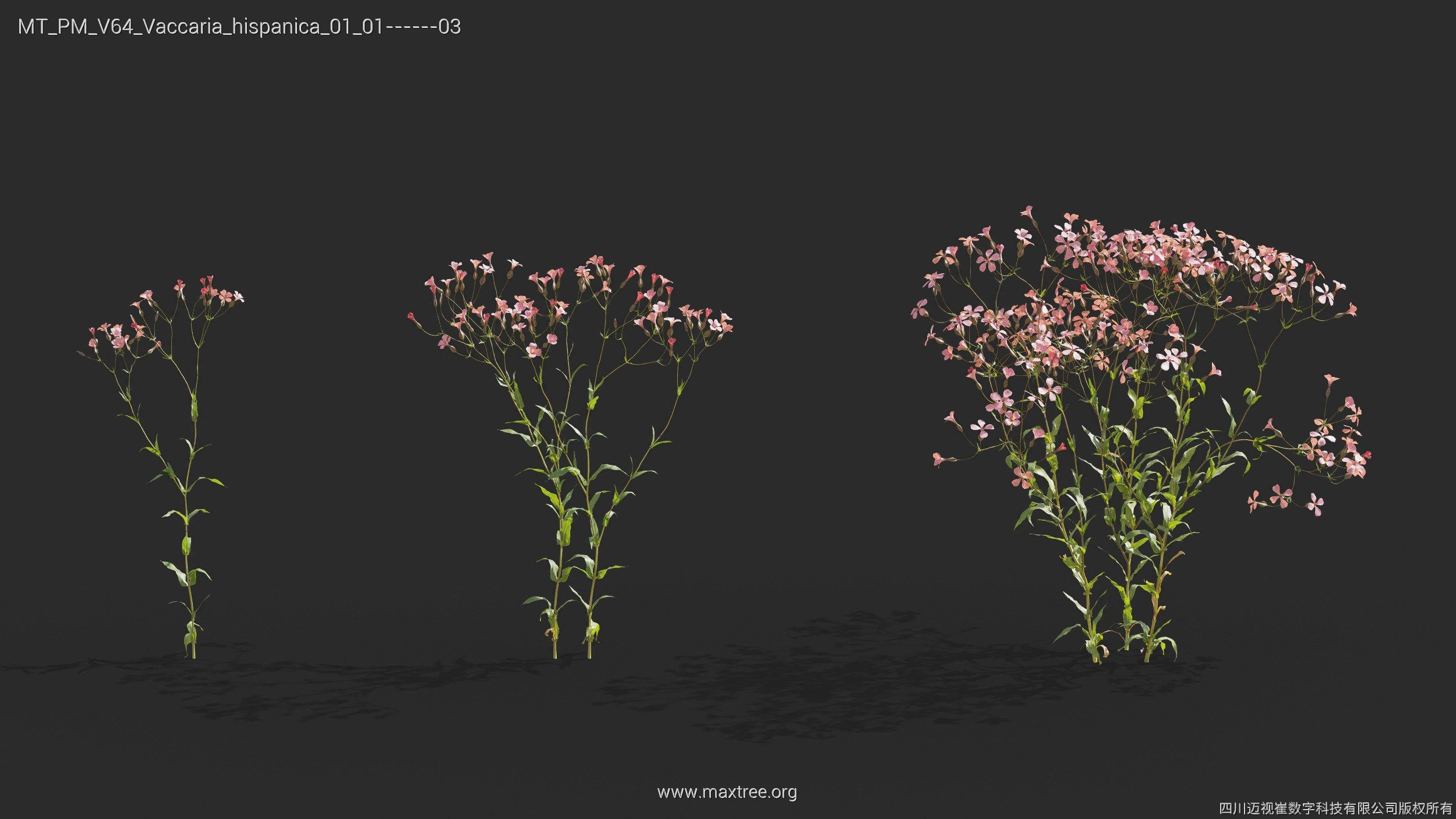 Maxtree Plant Models Vol 64 - Mesh 3D model_27