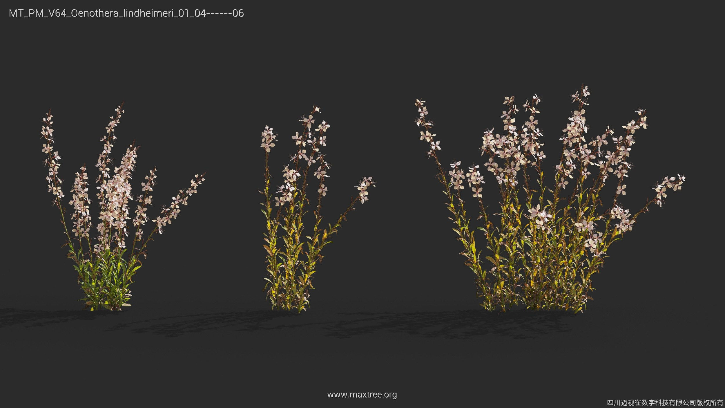 Maxtree Plant Models Vol 64 - Mesh 3D model_18