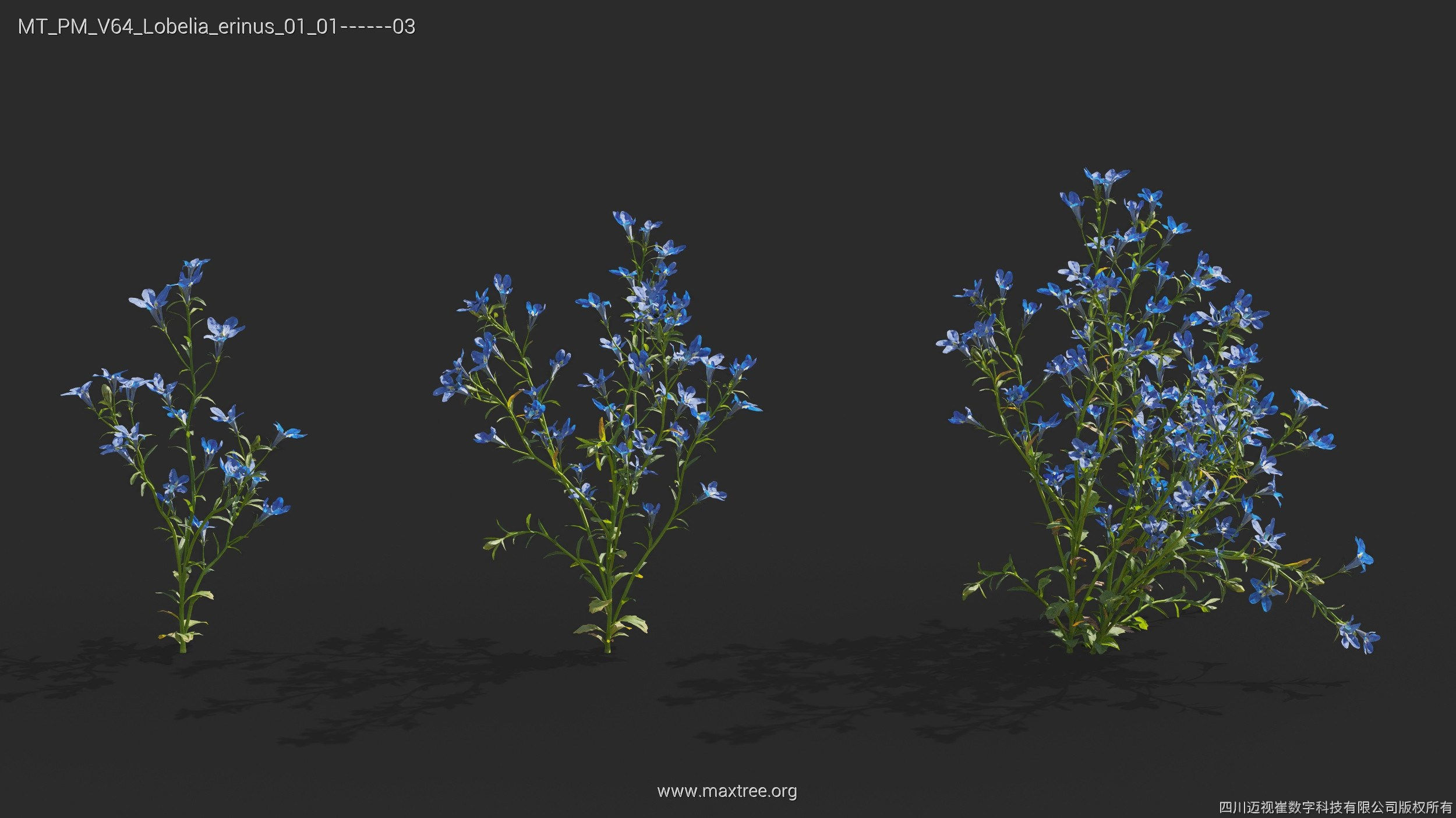 Maxtree Plant Models Vol 64 - Mesh 3D model_13
