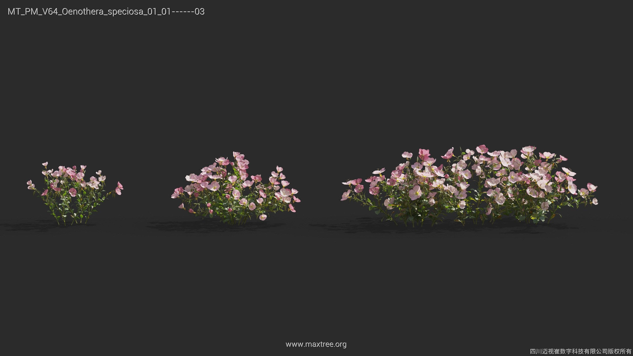 Maxtree Plant Models Vol 64 - Mesh 3D model_19