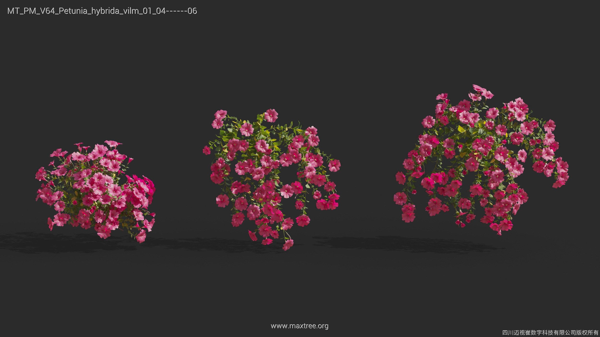 Maxtree Plant Models Vol 64 - Mesh 3D model_26