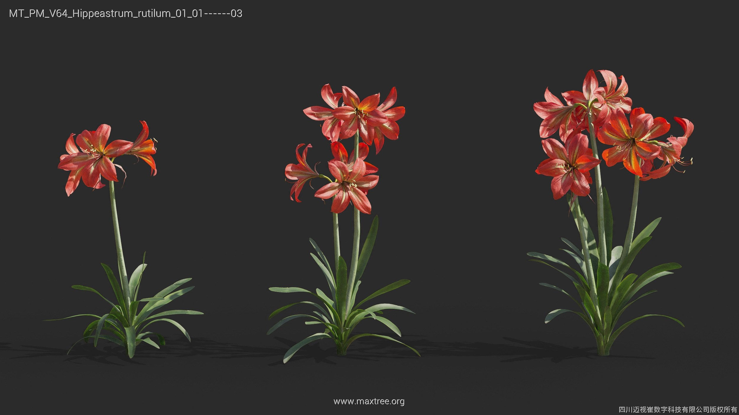 Maxtree Plant Models Vol 64 - Mesh 3D model_11