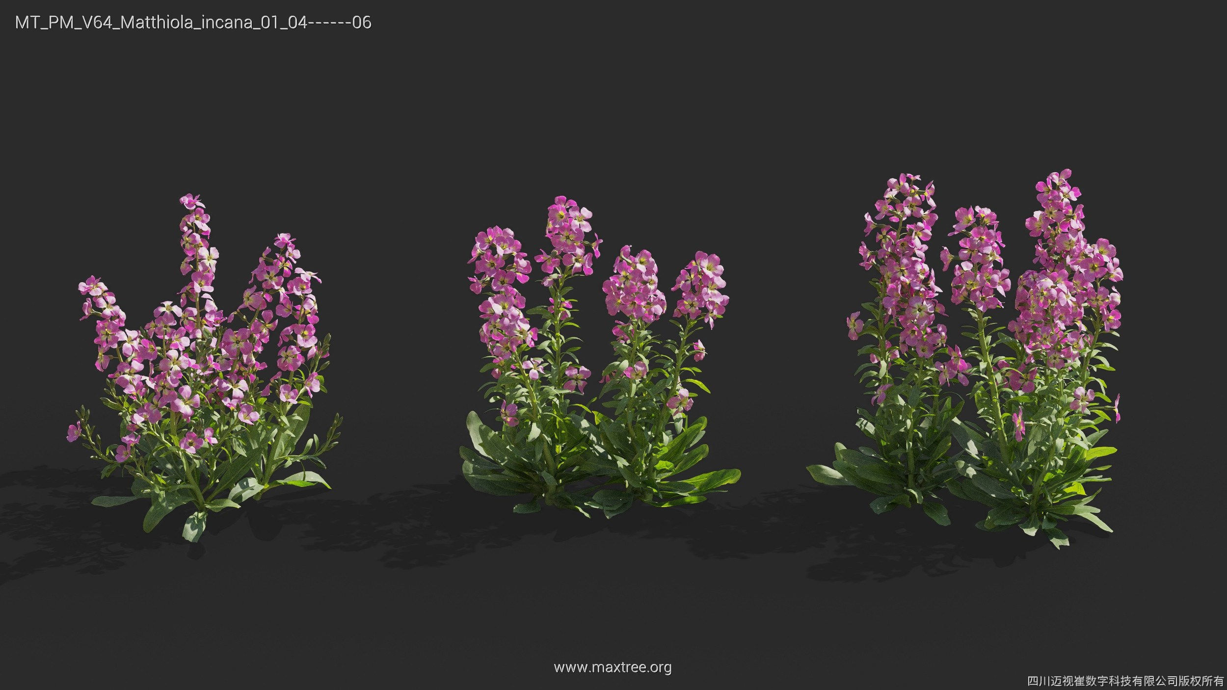 Maxtree Plant Models Vol 64 - Mesh 3D model_16