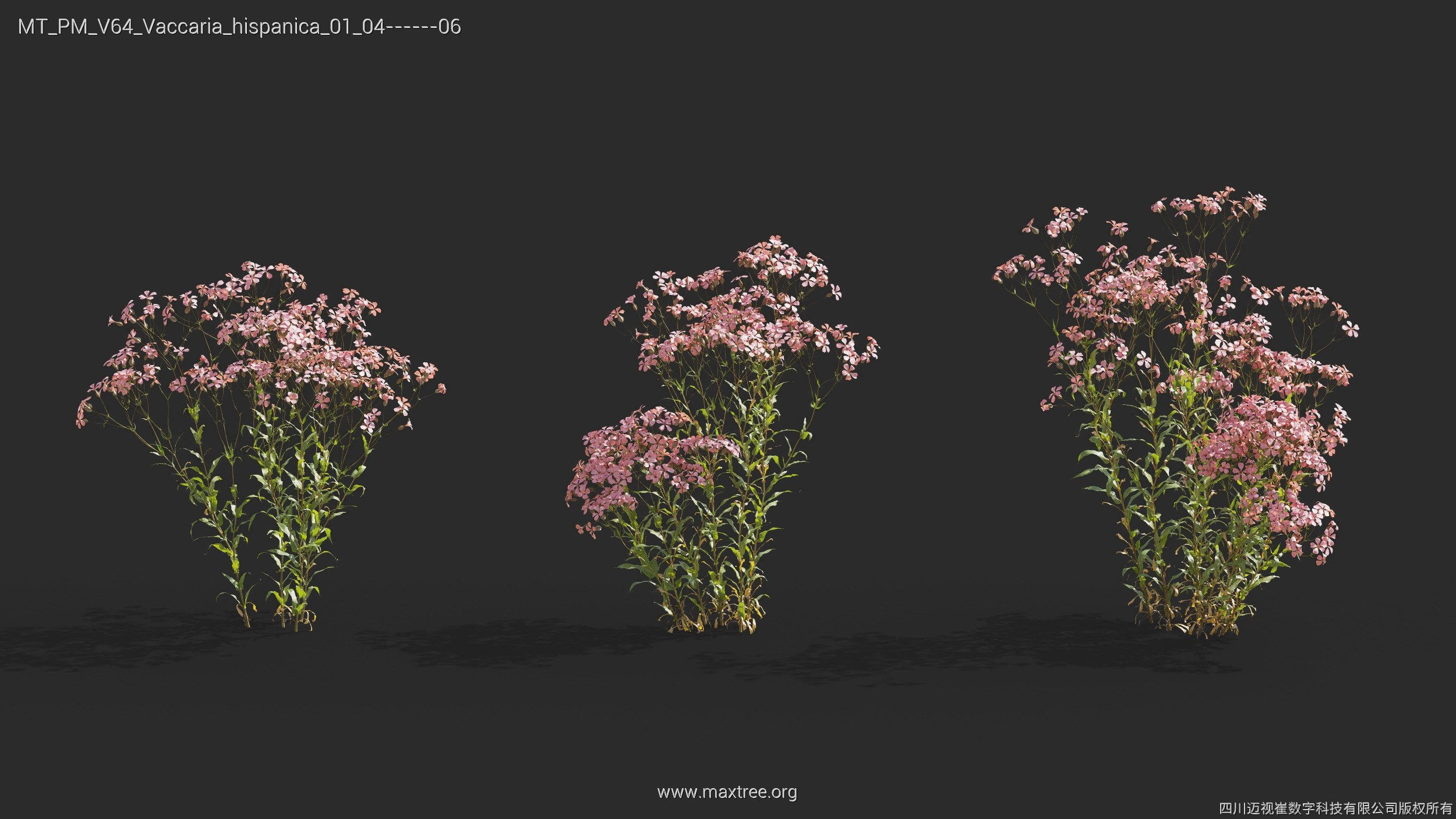 Maxtree Plant Models Vol 64 - Mesh 3D model_28