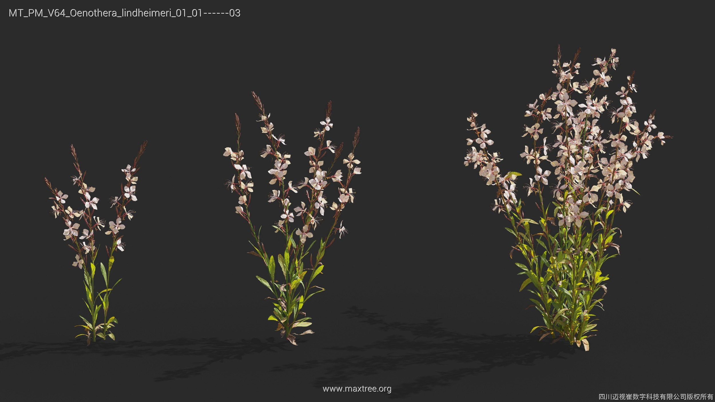 Maxtree Plant Models Vol 64 - Mesh 3D model_17