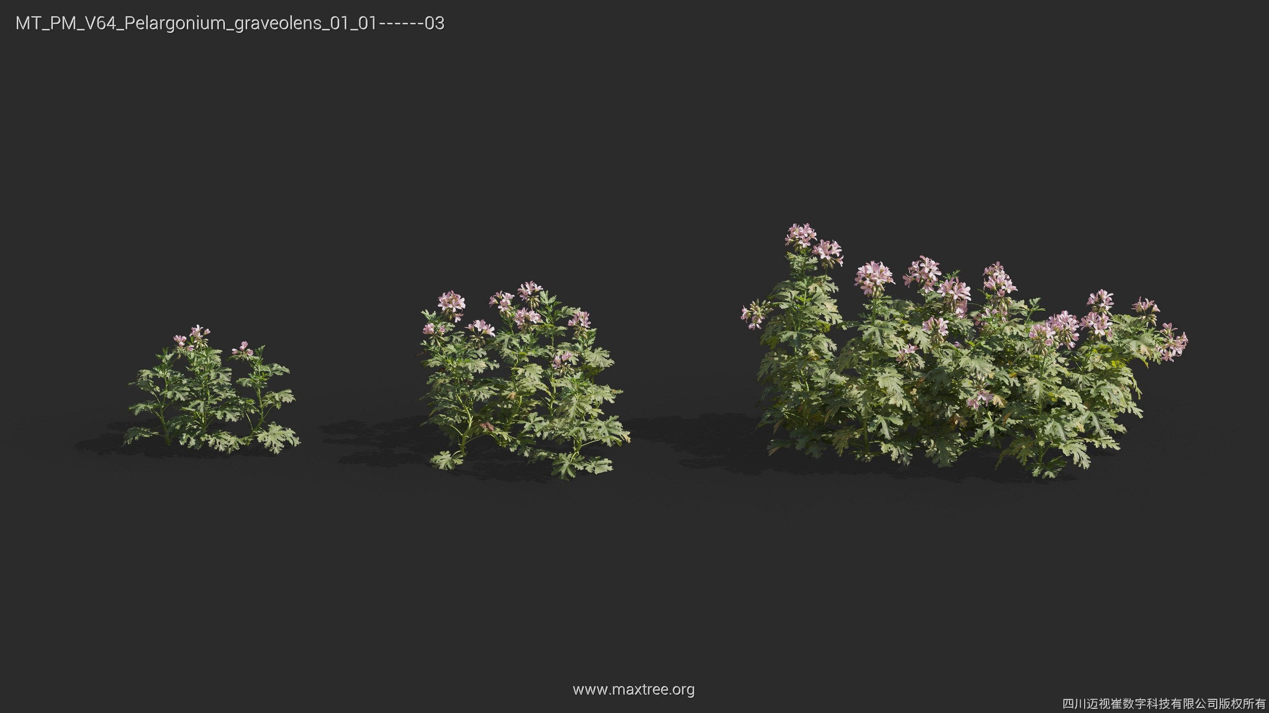 Maxtree Plant Models Vol 64 - Mesh 3D model_23