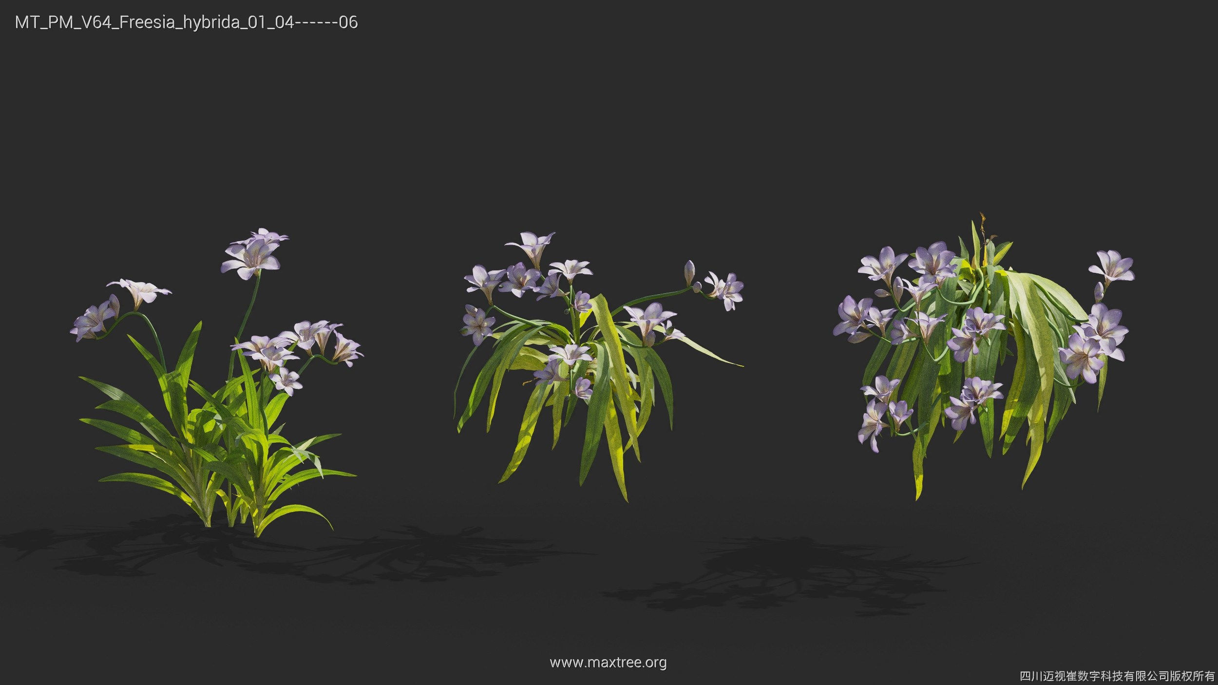 Maxtree Plant Models Vol 64 - Mesh 3D model_10