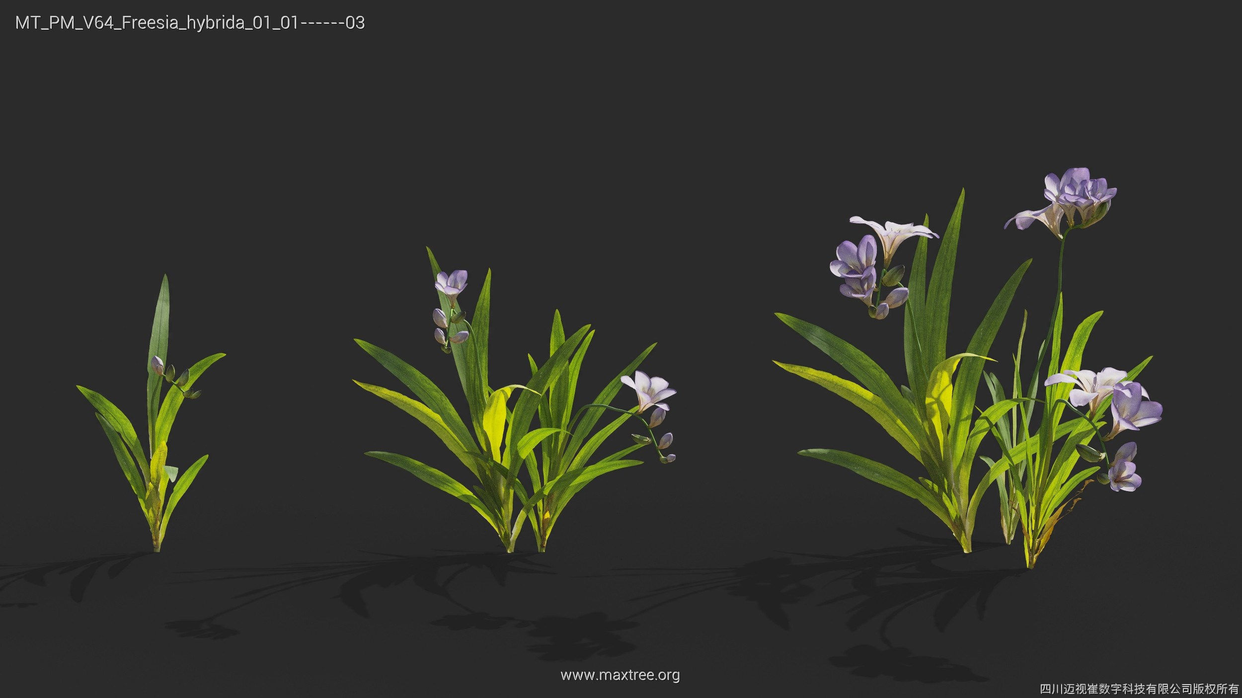 Maxtree Plant Models Vol 64 - Mesh 3D model_9