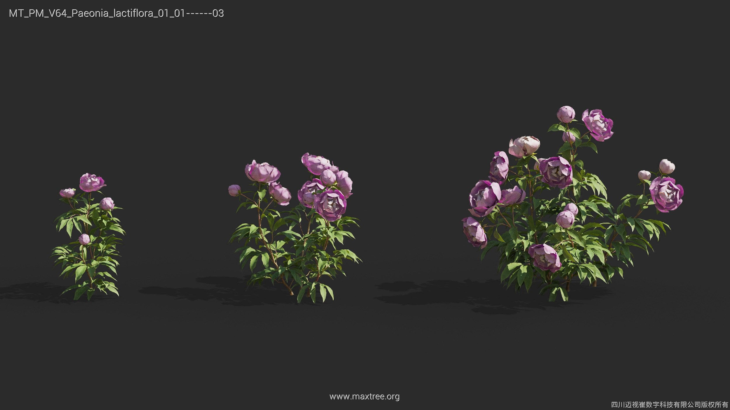 Maxtree Plant Models Vol 64 - Mesh 3D model_21