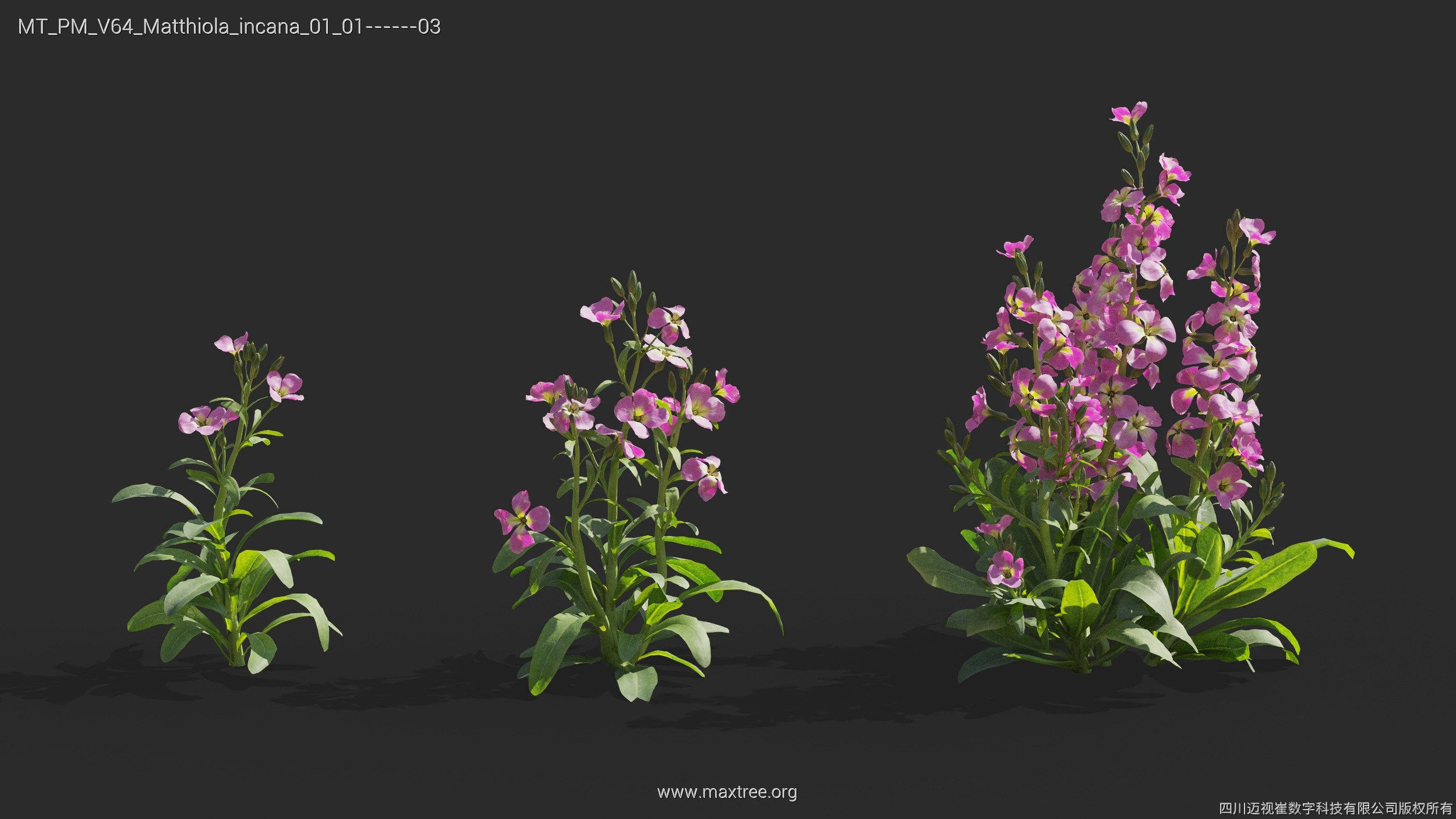 Maxtree Plant Models Vol 64 - Mesh 3D model_15