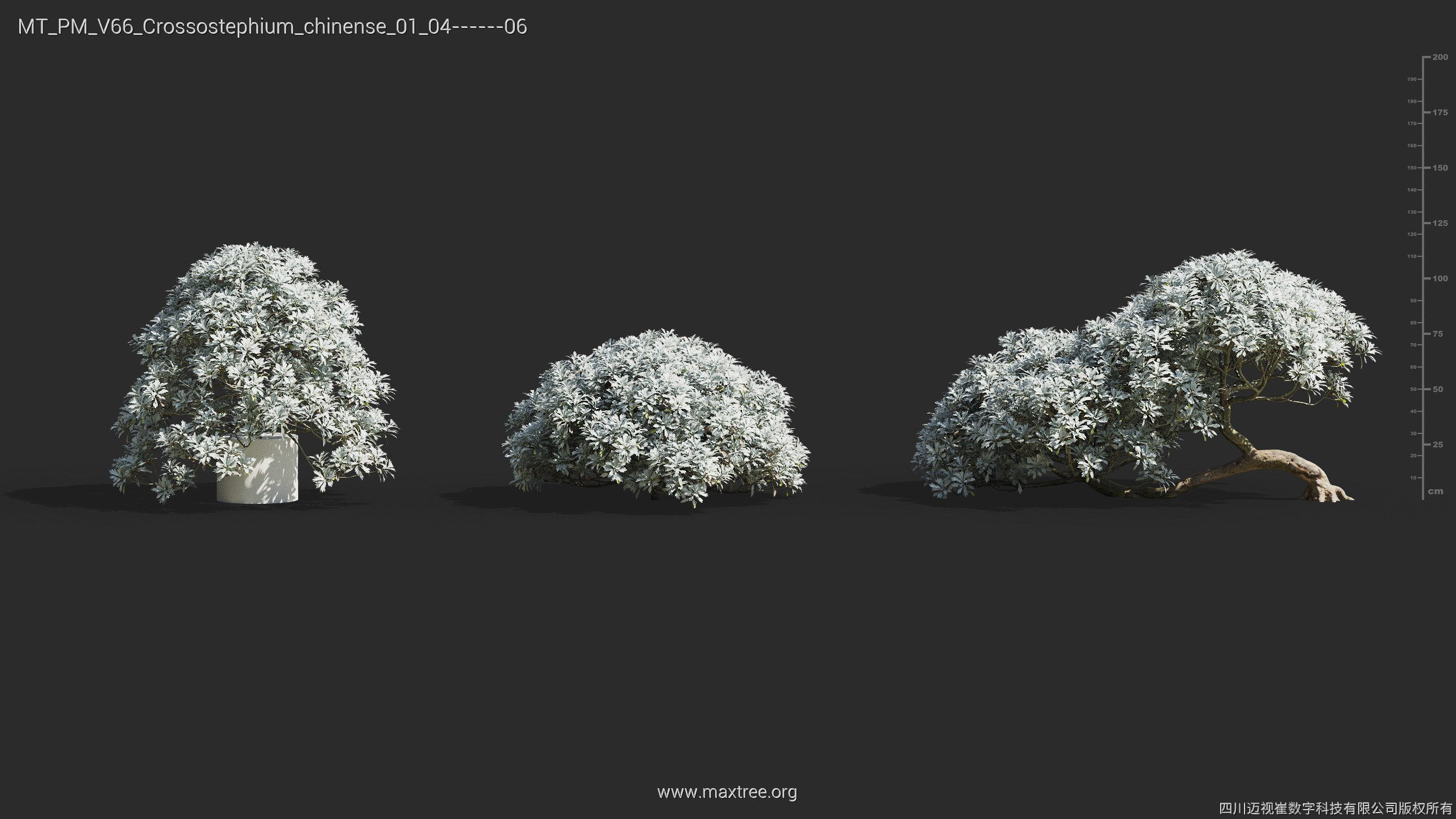 Maxtree Plant Models Vol 66 - Mesh 3D model_11