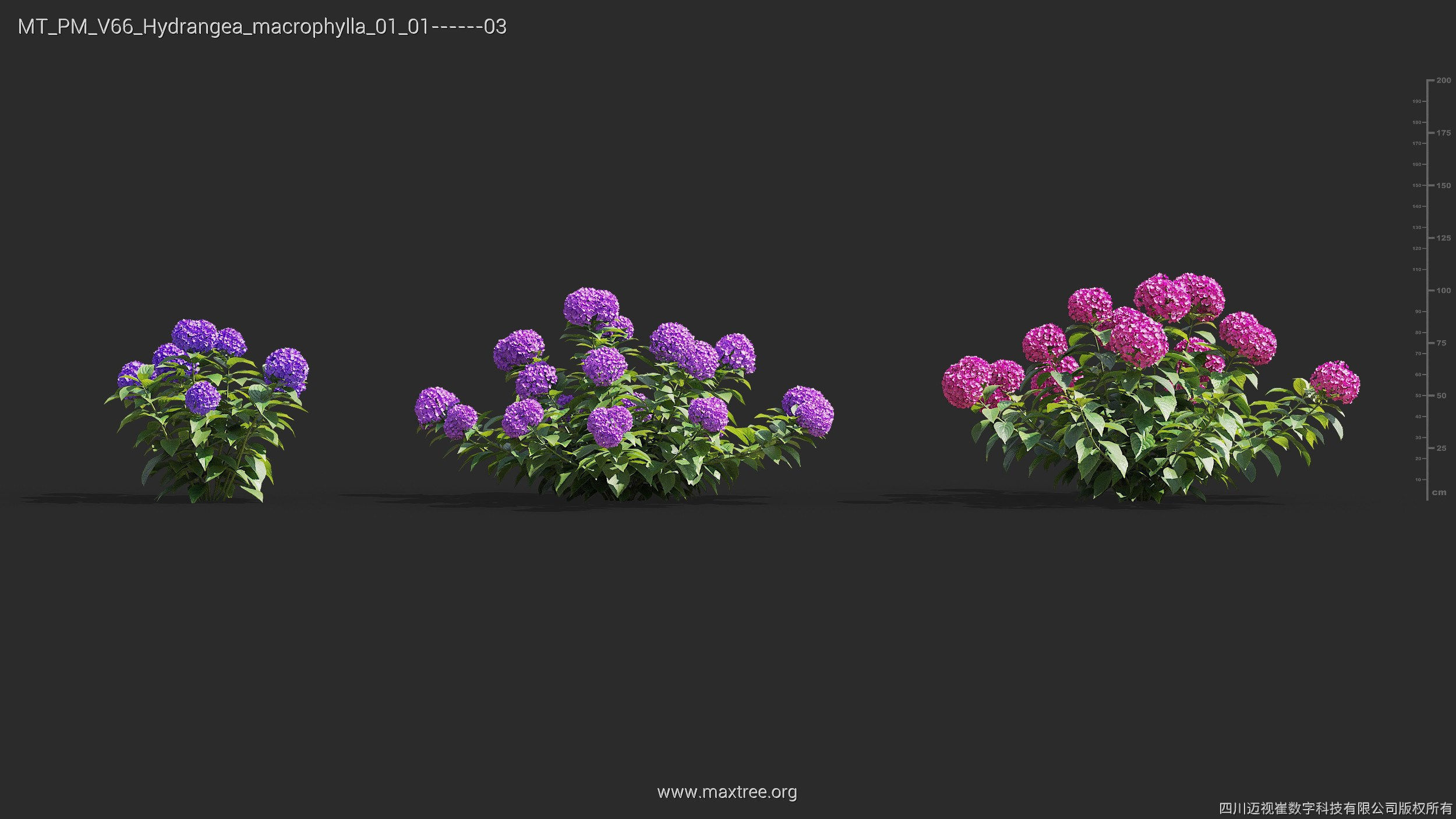 Maxtree Plant Models Vol 66 - Mesh 3D model_12