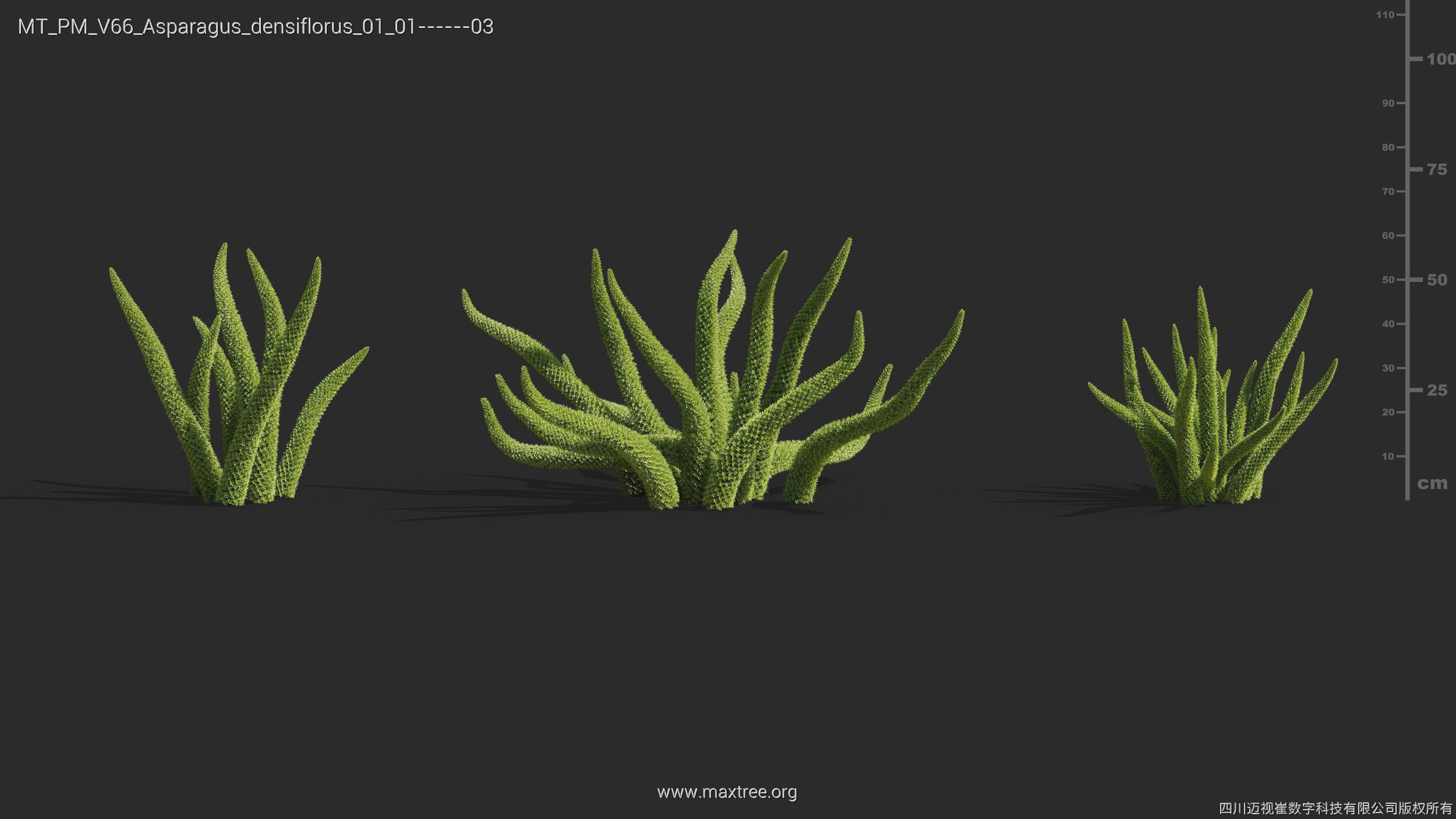 Maxtree Plant Models Vol 66 - Mesh 3D model_8