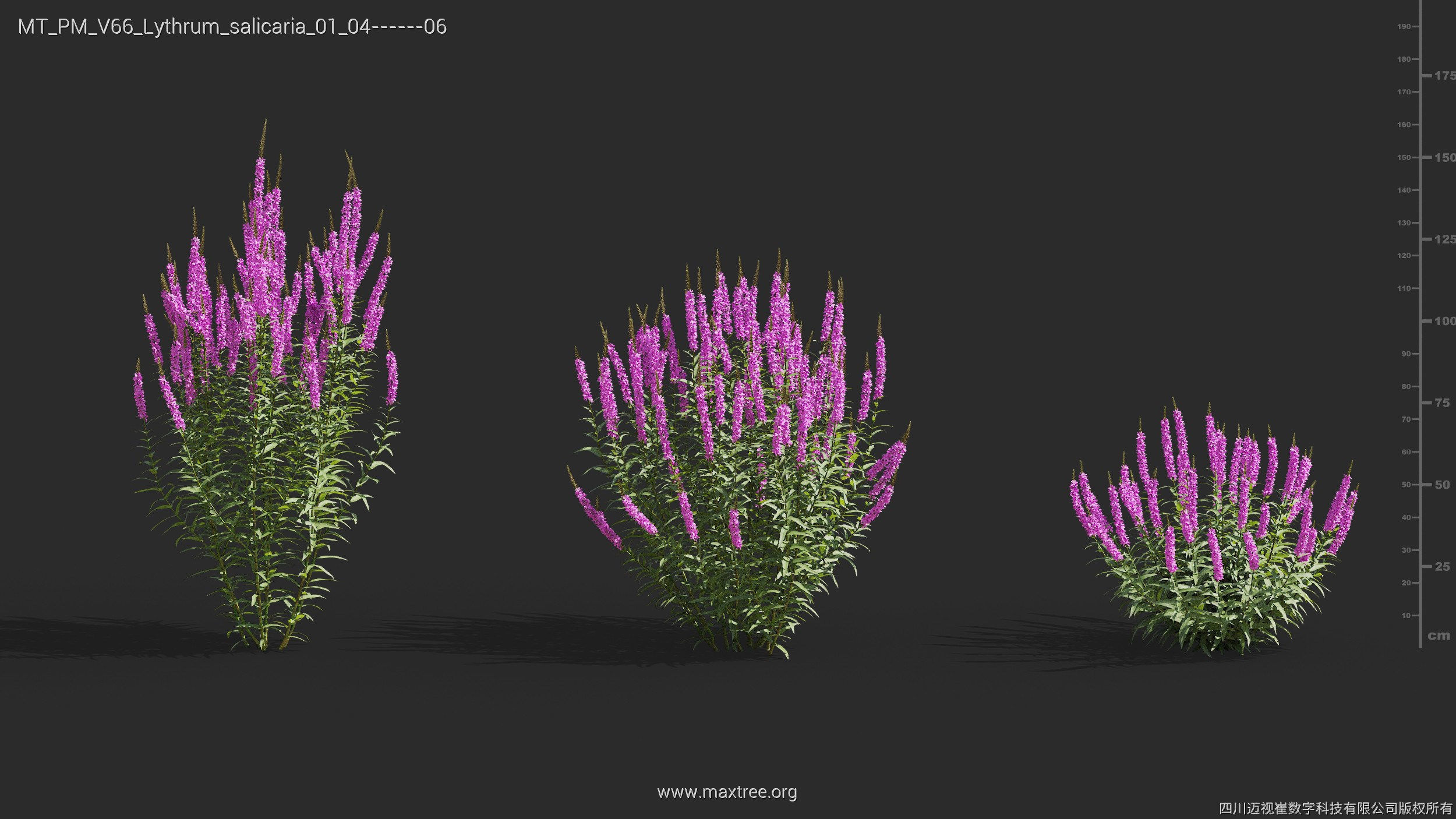 Maxtree Plant Models Vol 66 - Mesh 3D model_17
