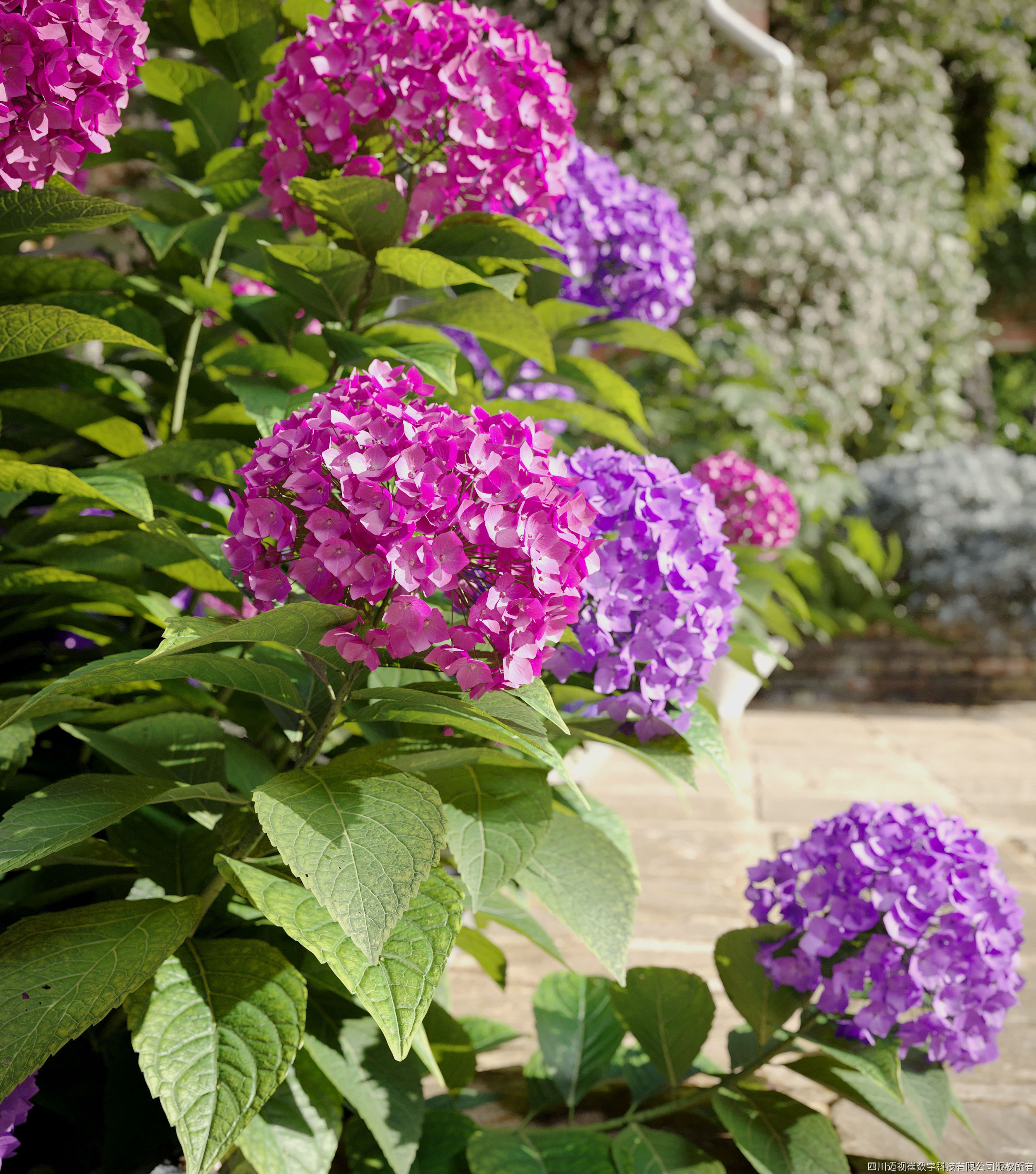 Maxtree Plant Models Vol 66 - Mesh 3D model_2