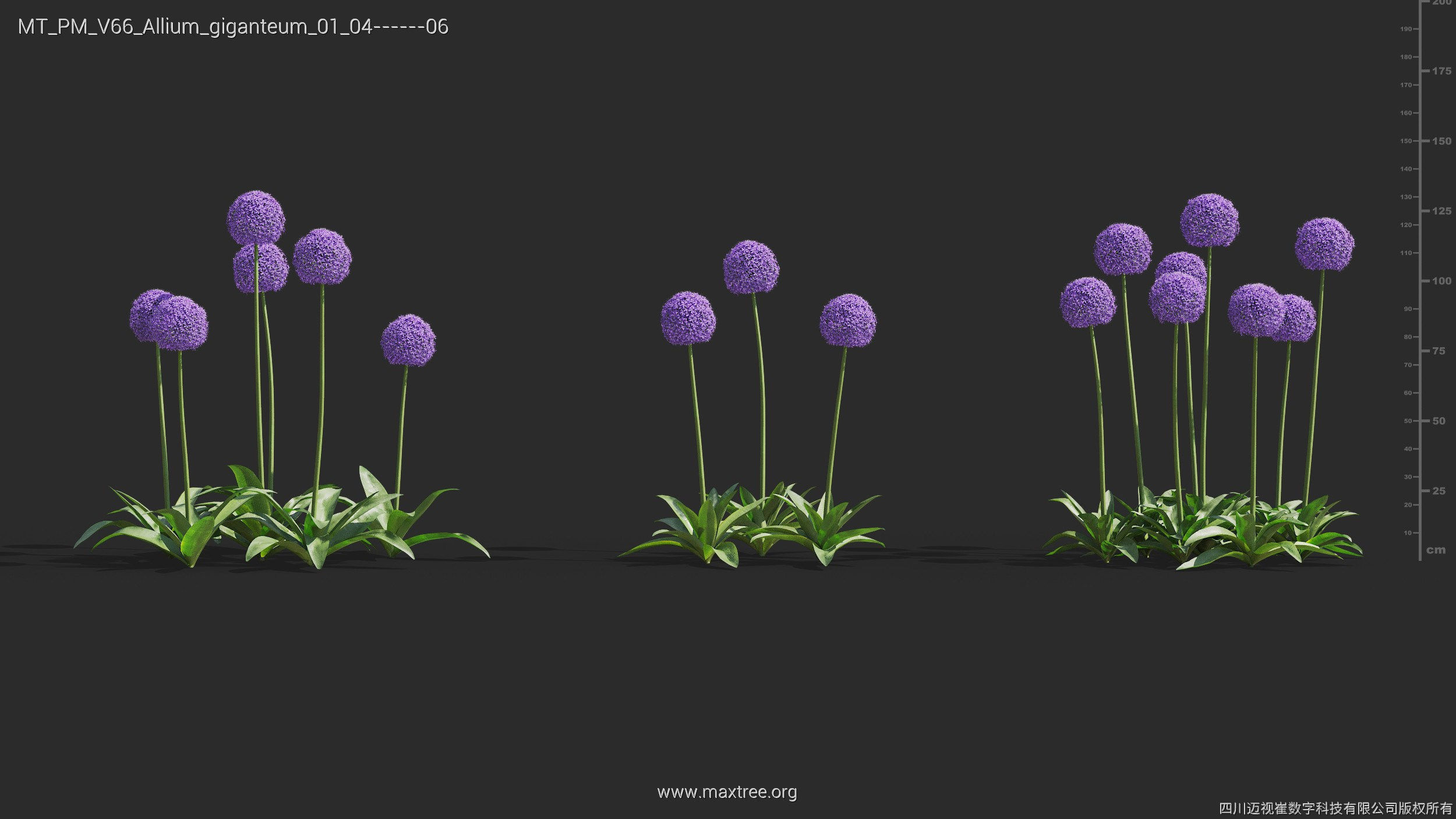 Maxtree Plant Models Vol 66 - Mesh 3D model_5