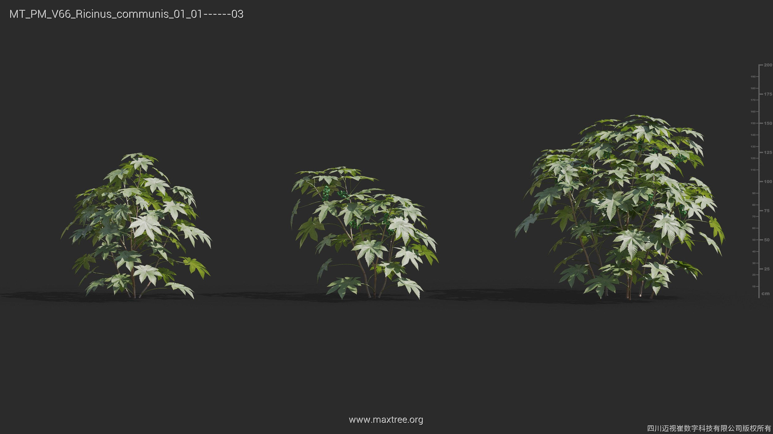Maxtree Plant Models Vol 66 - Mesh 3D model_20