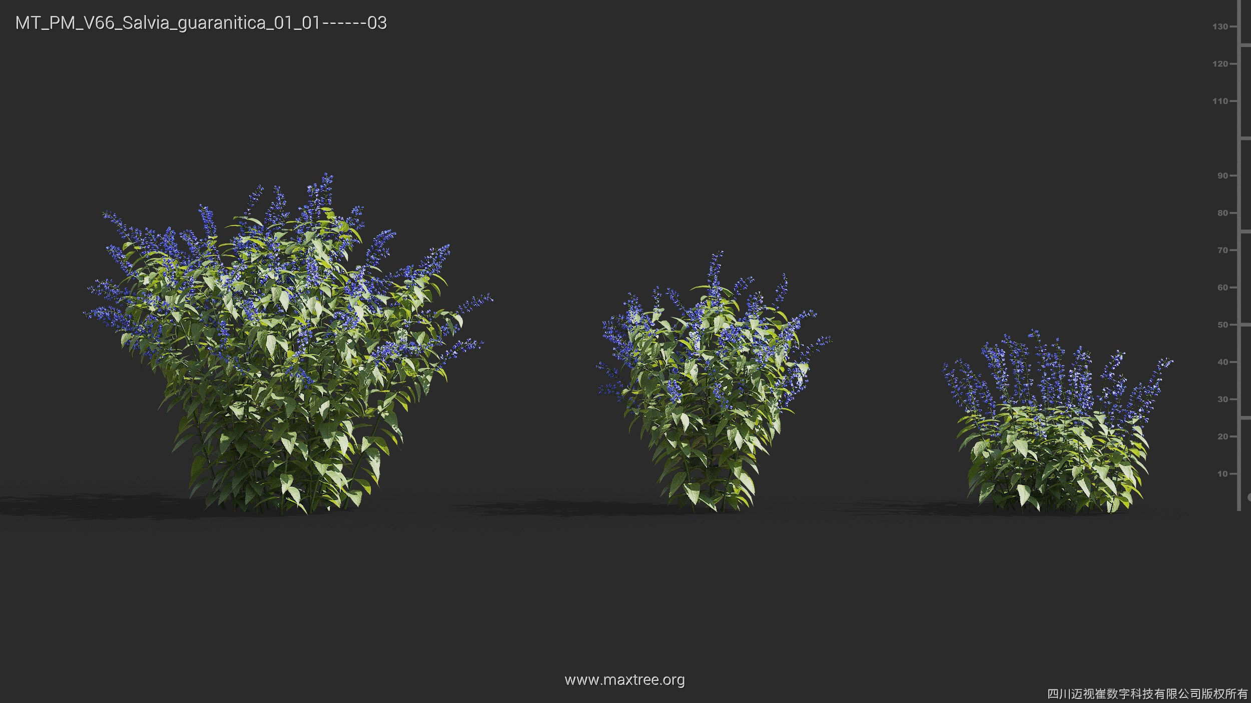 Maxtree Plant Models Vol 66 - Mesh 3D model_24