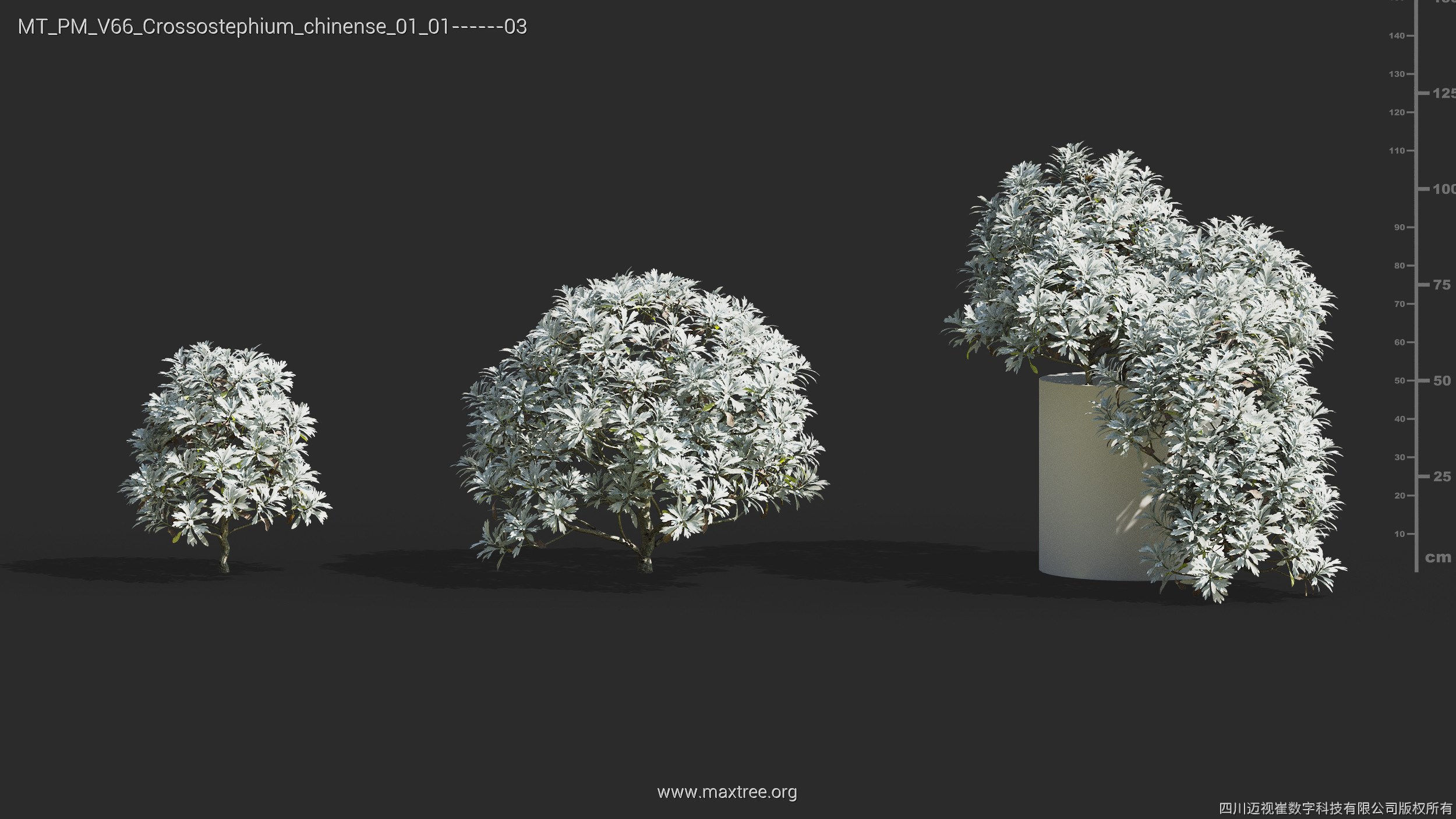 Maxtree Plant Models Vol 66 - Mesh 3D model_10