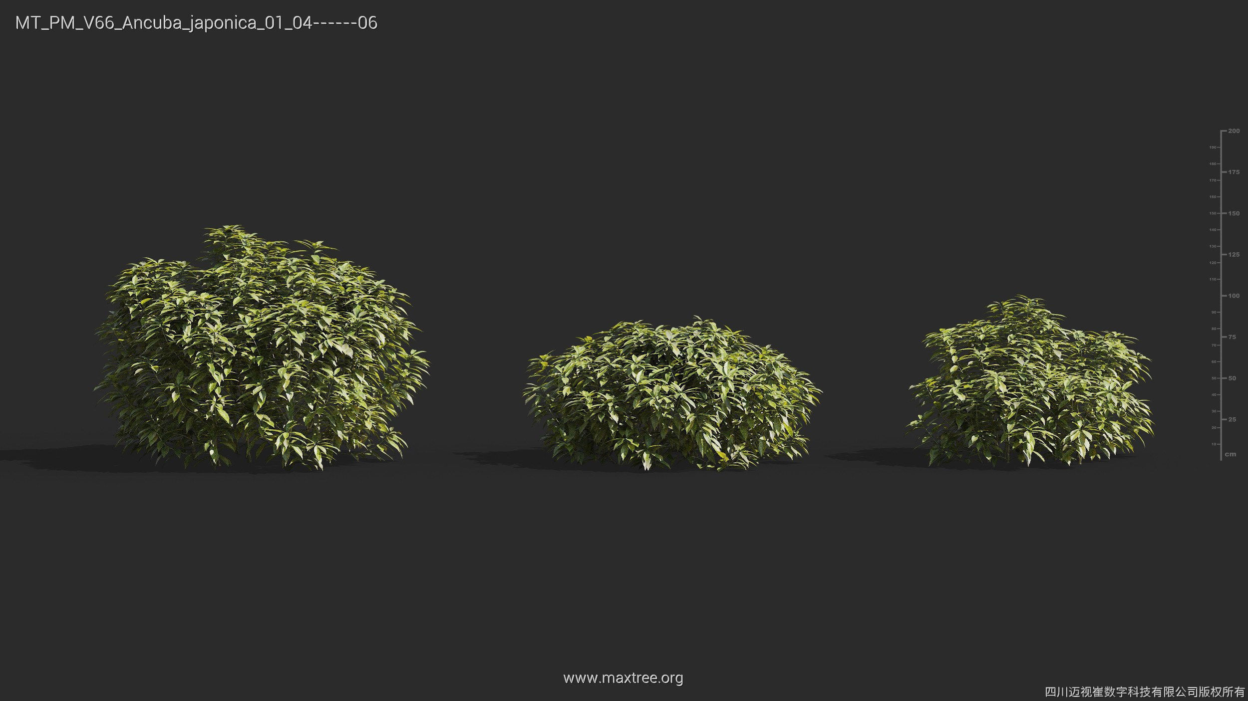 Maxtree Plant Models Vol 66 - Mesh 3D model_7