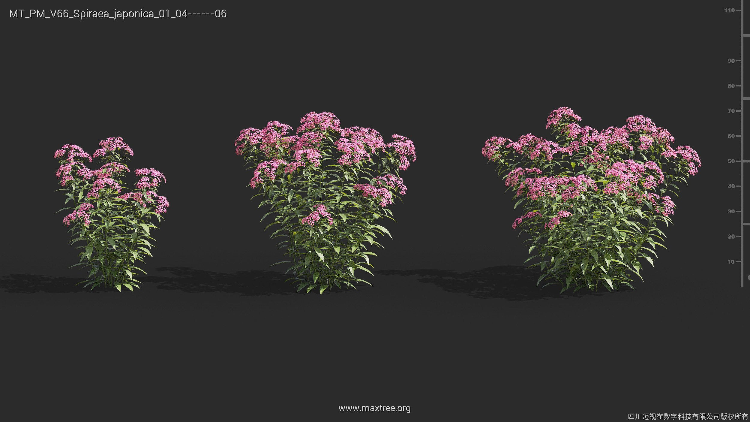 Maxtree Plant Models Vol 66 - Mesh 3D model_27