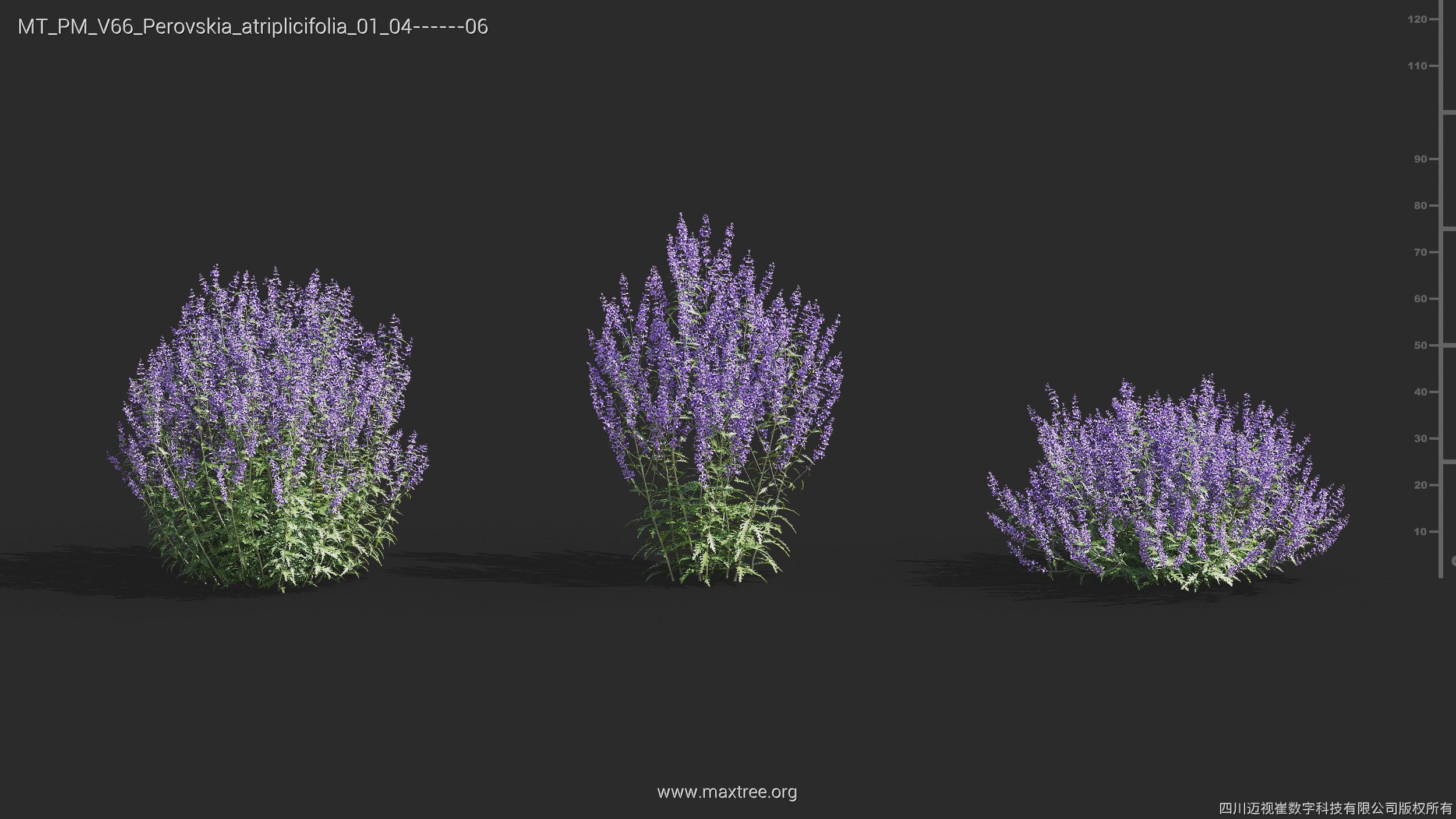 Maxtree Plant Models Vol 66 - Mesh 3D model_19