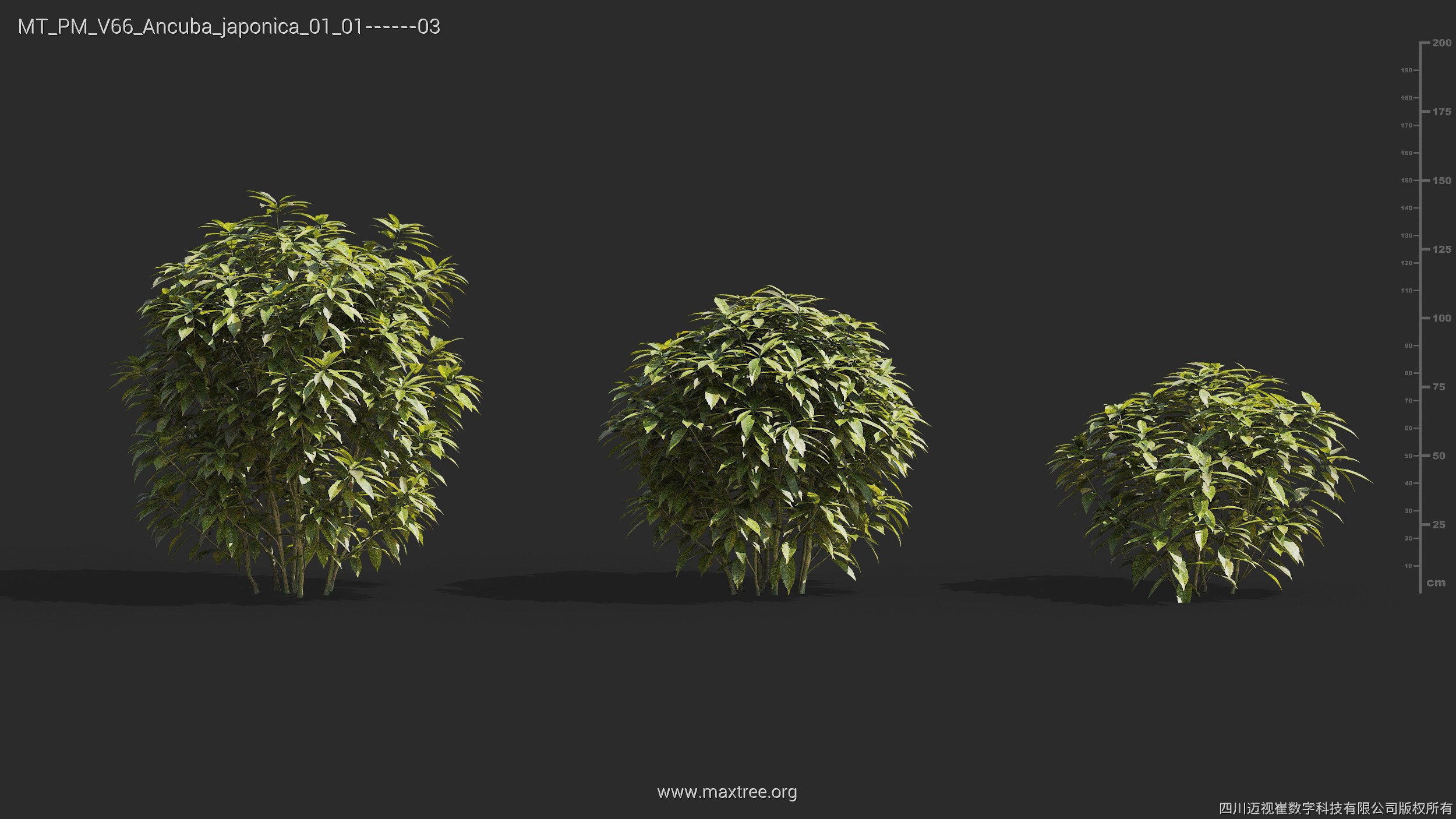 Maxtree Plant Models Vol 66 - Mesh 3D model_6