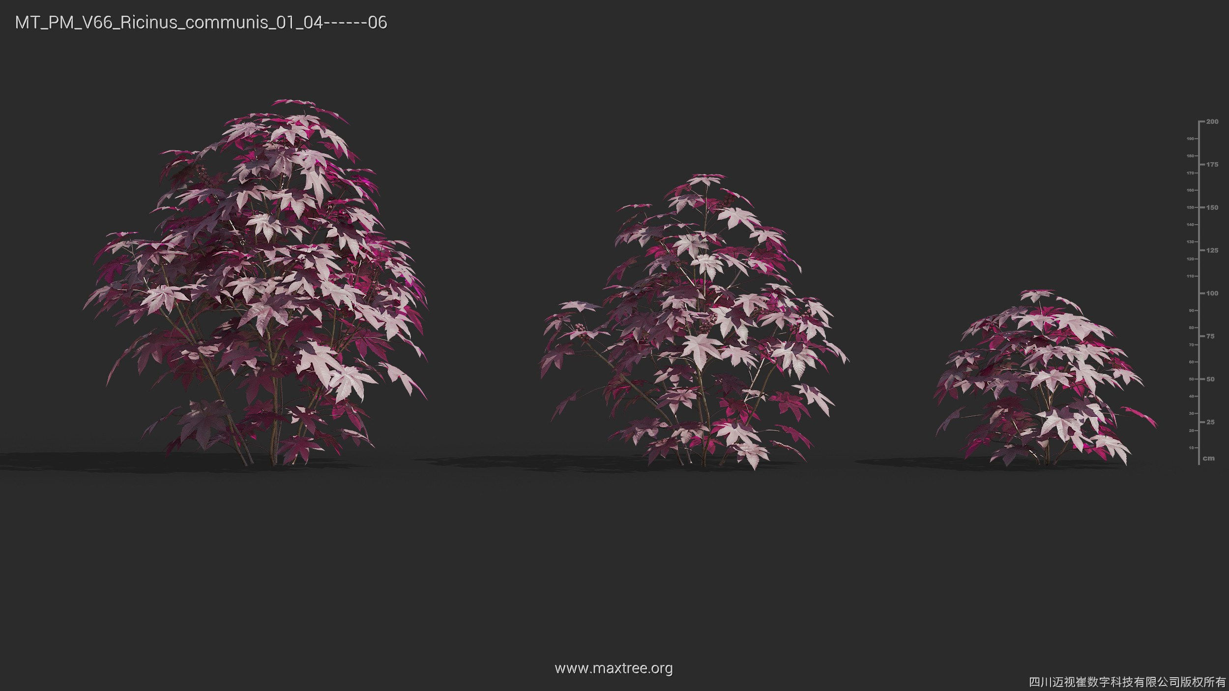 Maxtree Plant Models Vol 66 - Mesh 3D model_21