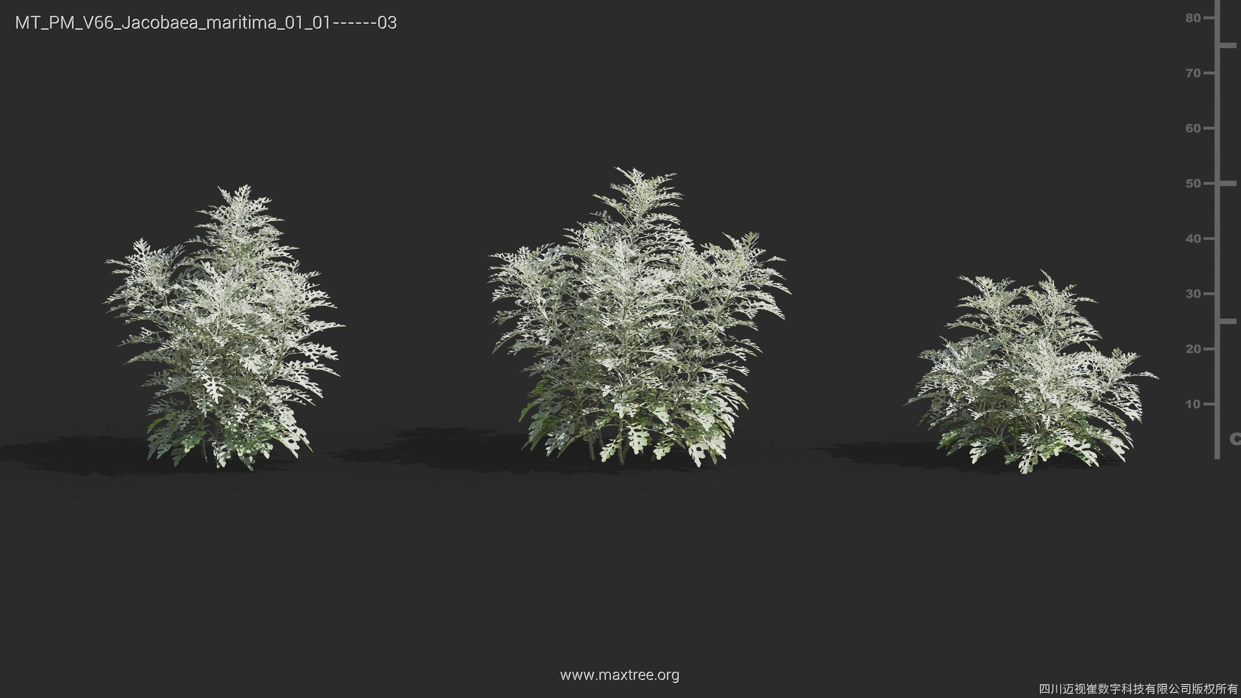 Maxtree Plant Models Vol 66 - Mesh 3D model_14