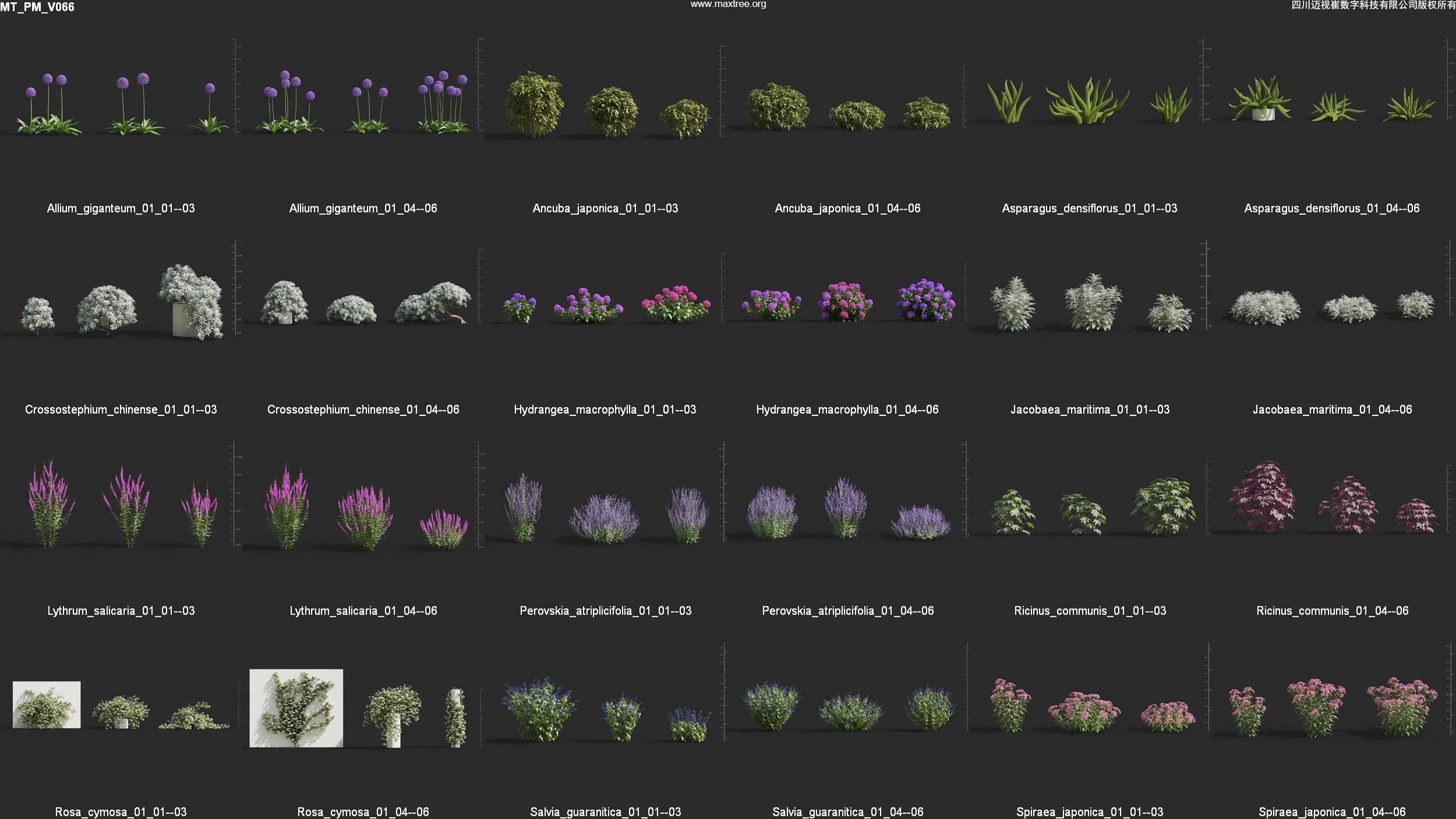 Maxtree Plant Models Vol 66 - Mesh 3D model_3