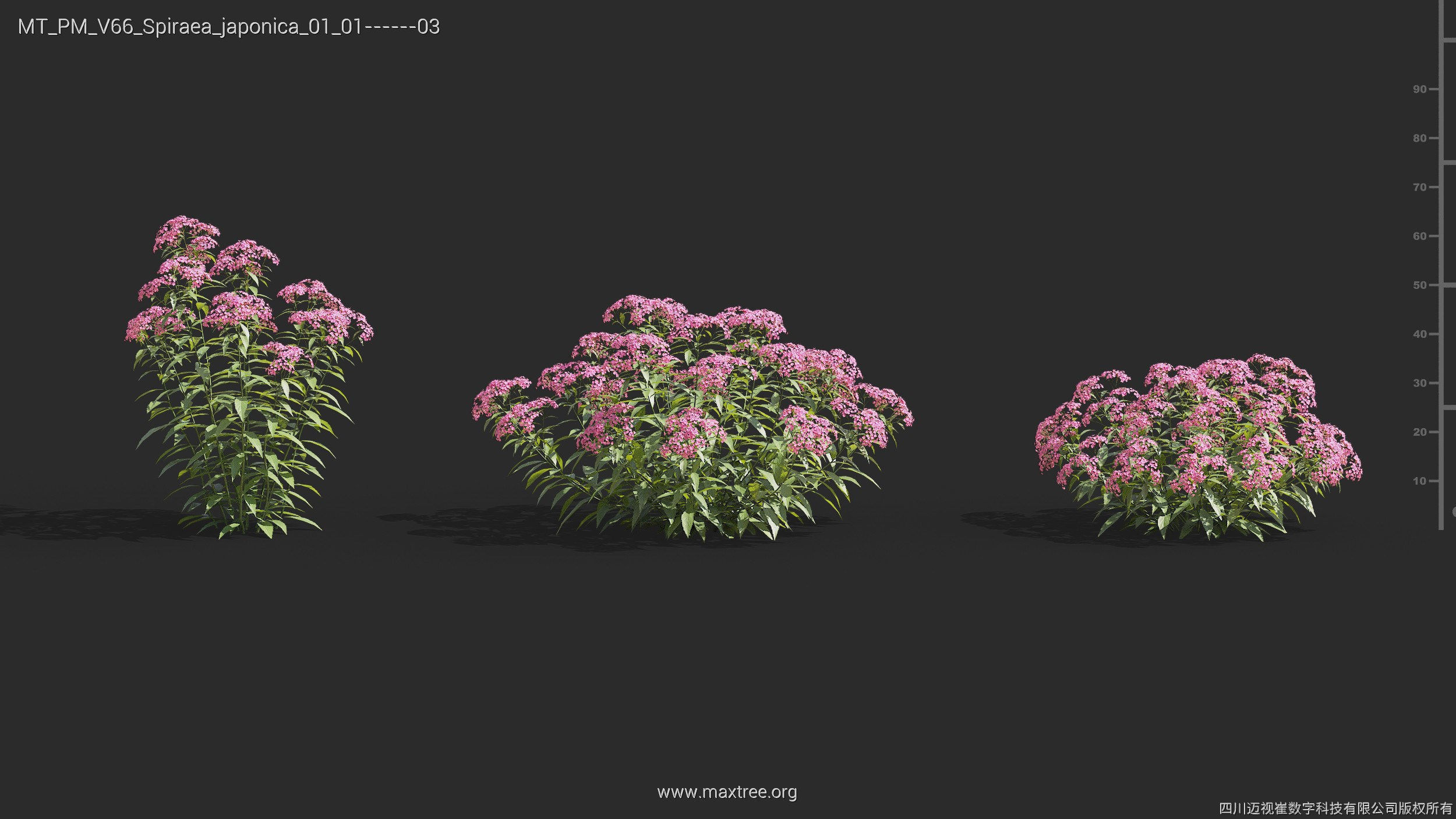 Maxtree Plant Models Vol 66 - Mesh 3D model_26