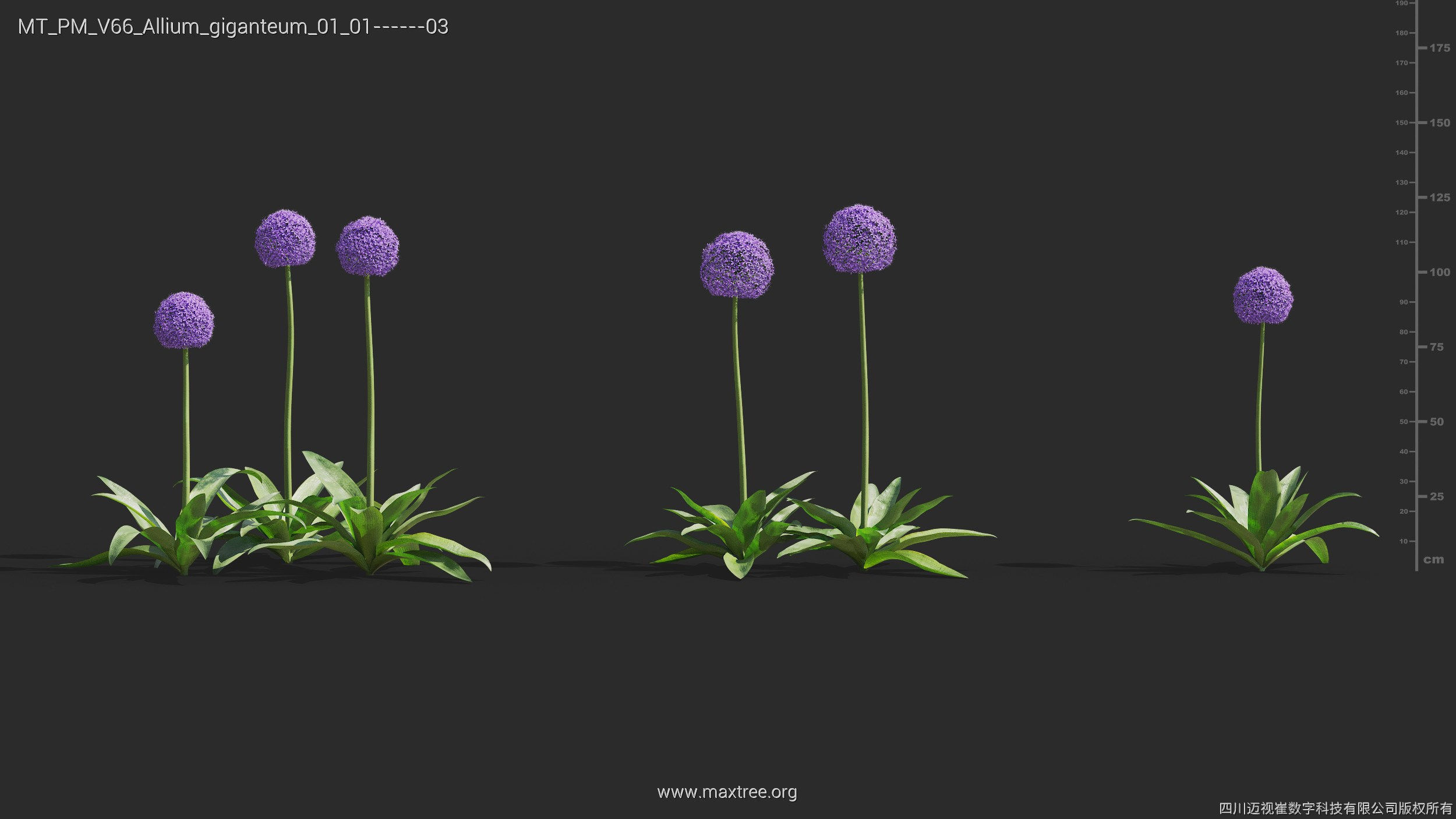 Maxtree Plant Models Vol 66 - Mesh 3D model_4