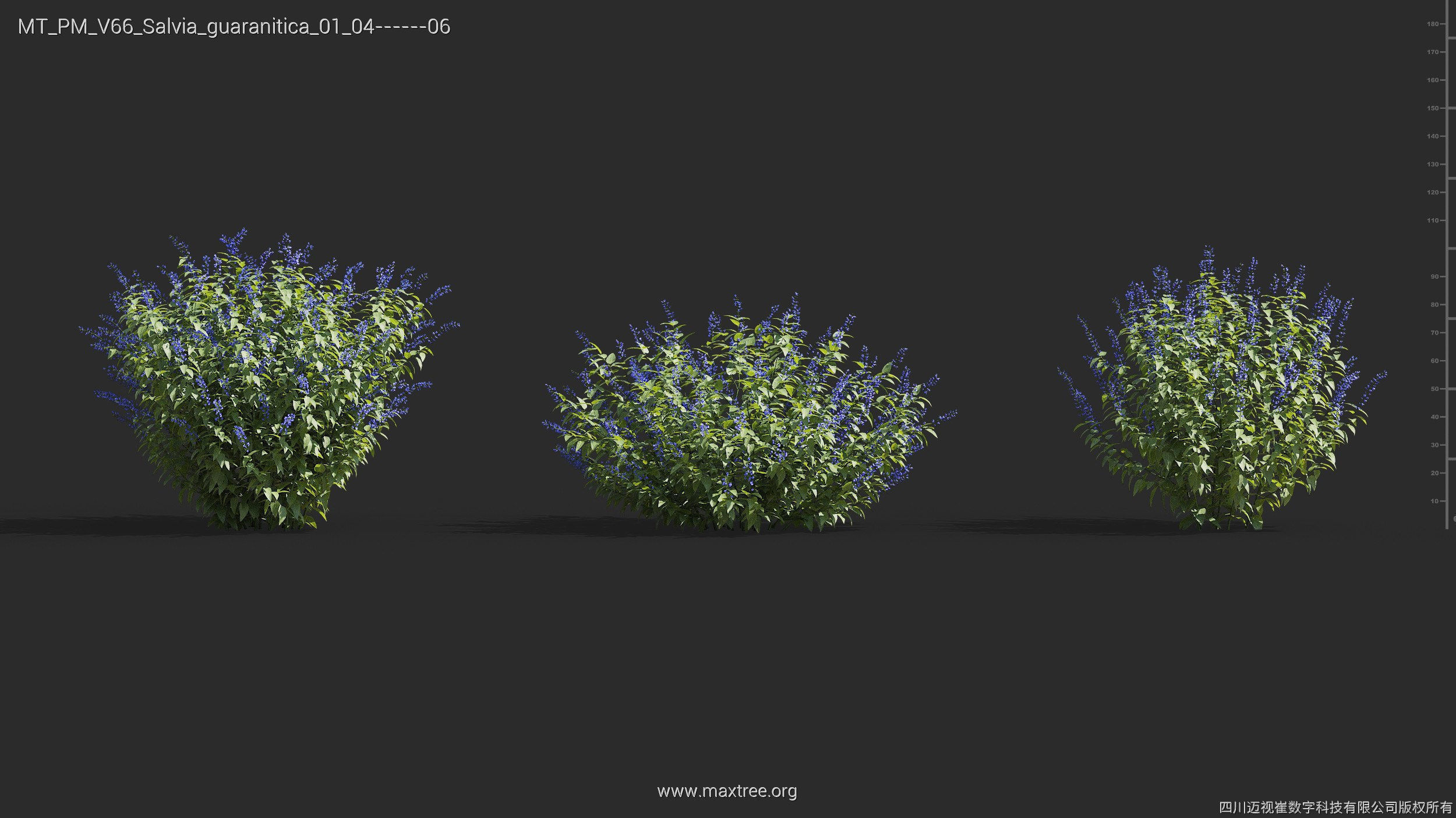 Maxtree Plant Models Vol 66 - Mesh 3D model_25
