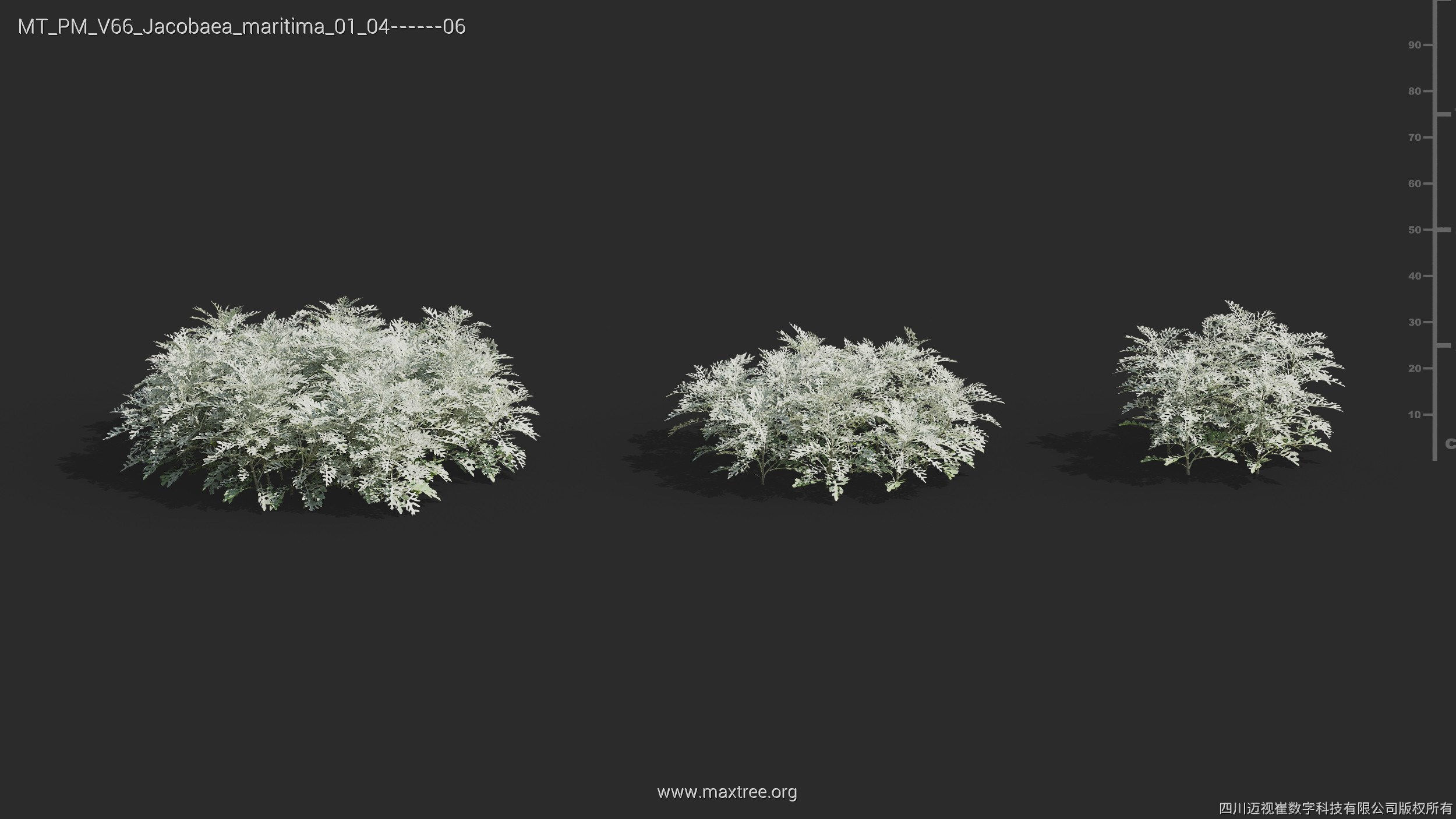 Maxtree Plant Models Vol 66 - Mesh 3D model_15