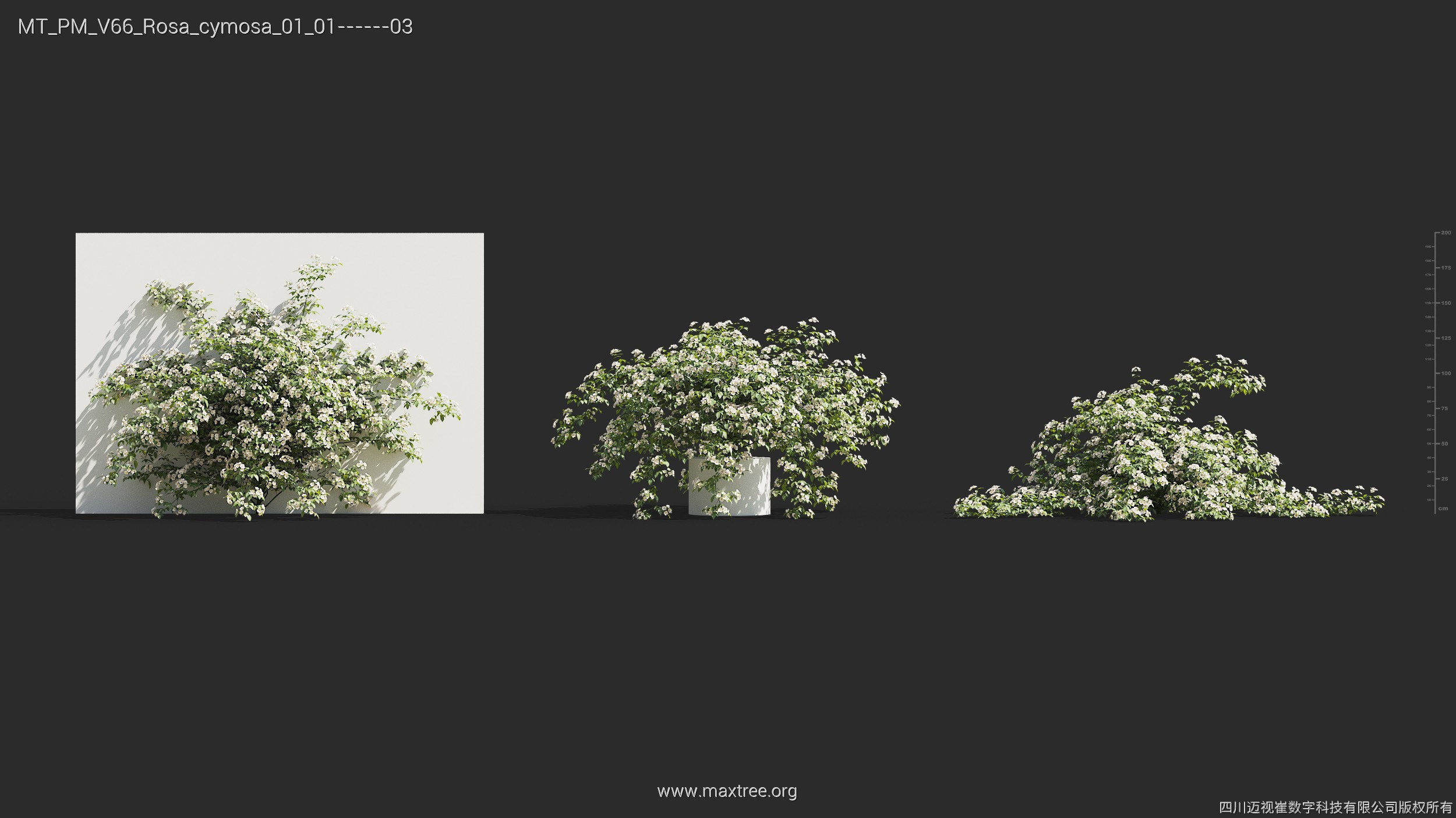 Maxtree Plant Models Vol 66 - Mesh 3D model_22