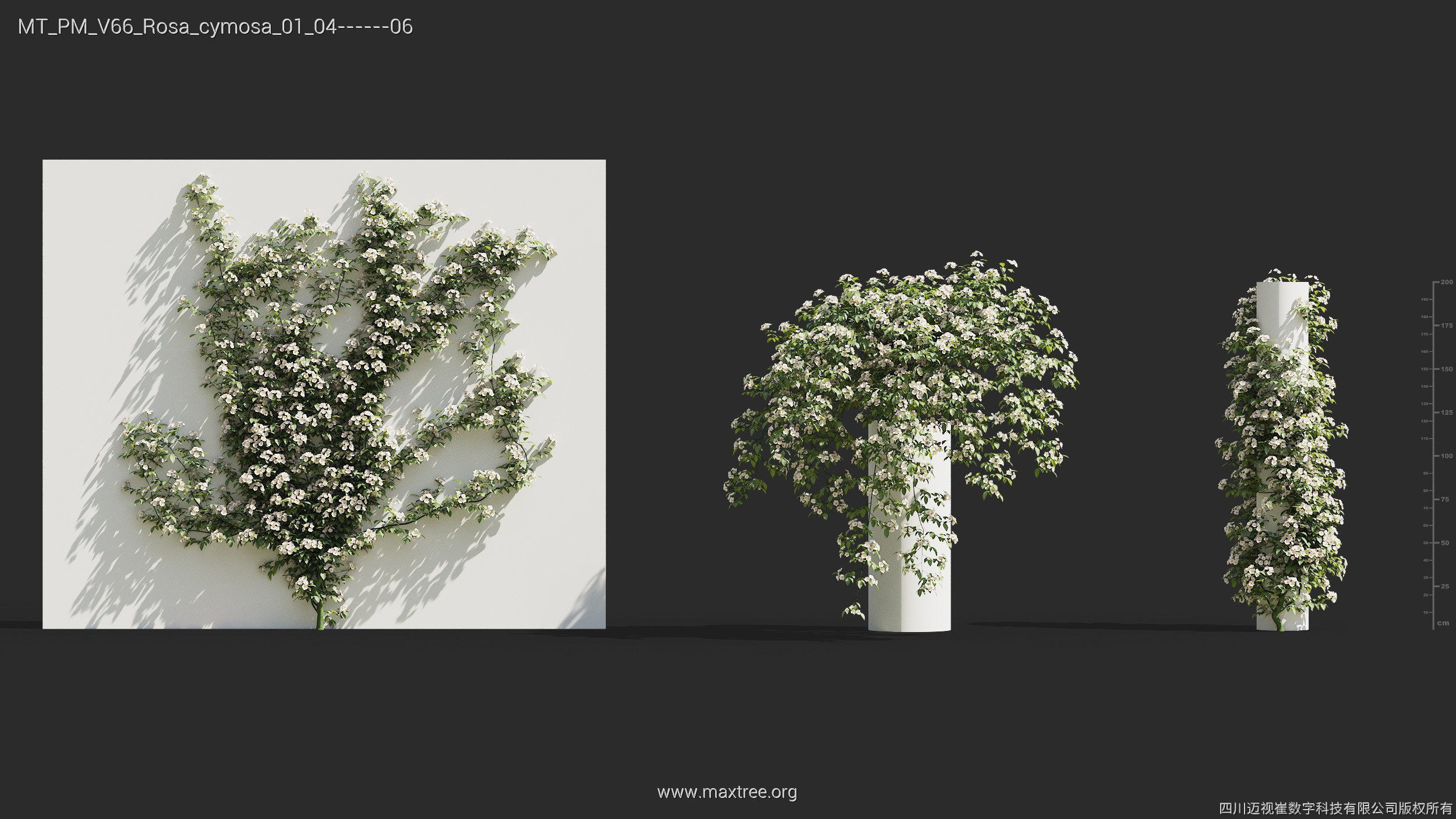 Maxtree Plant Models Vol 66 - Mesh 3D model_23