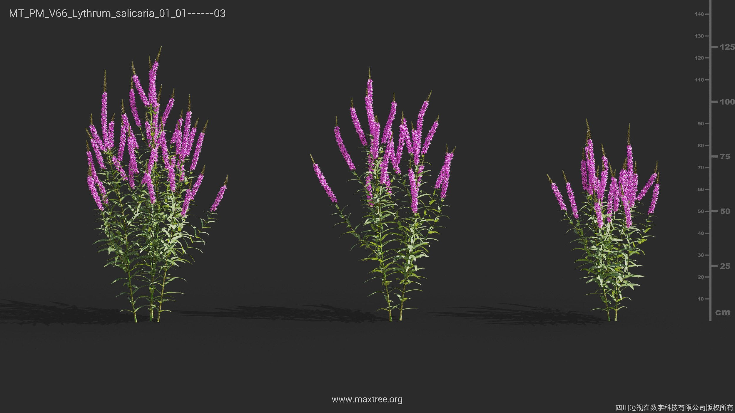 Maxtree Plant Models Vol 66 - Mesh 3D model_16