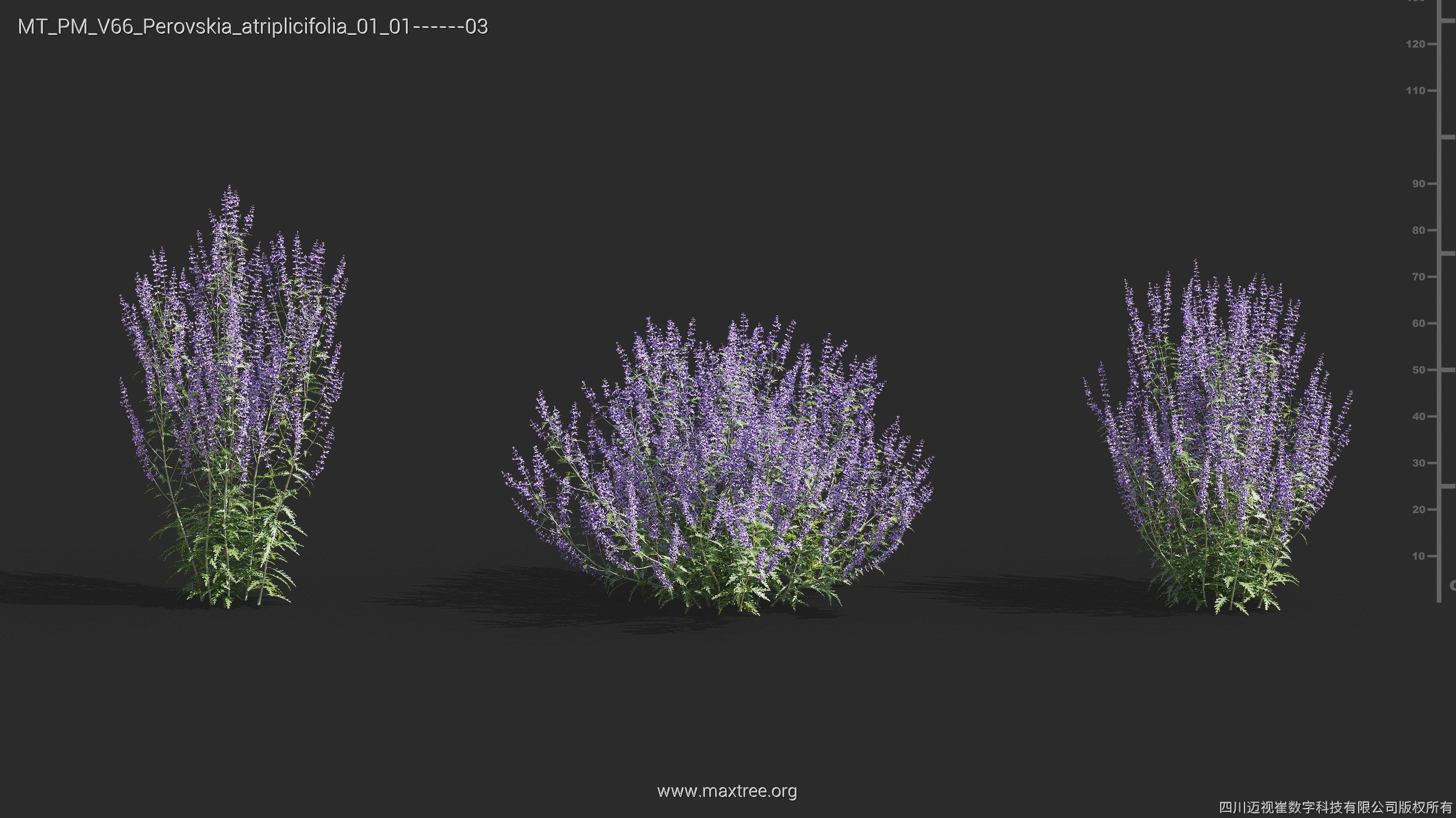 Maxtree Plant Models Vol 66 - Mesh 3D model_18