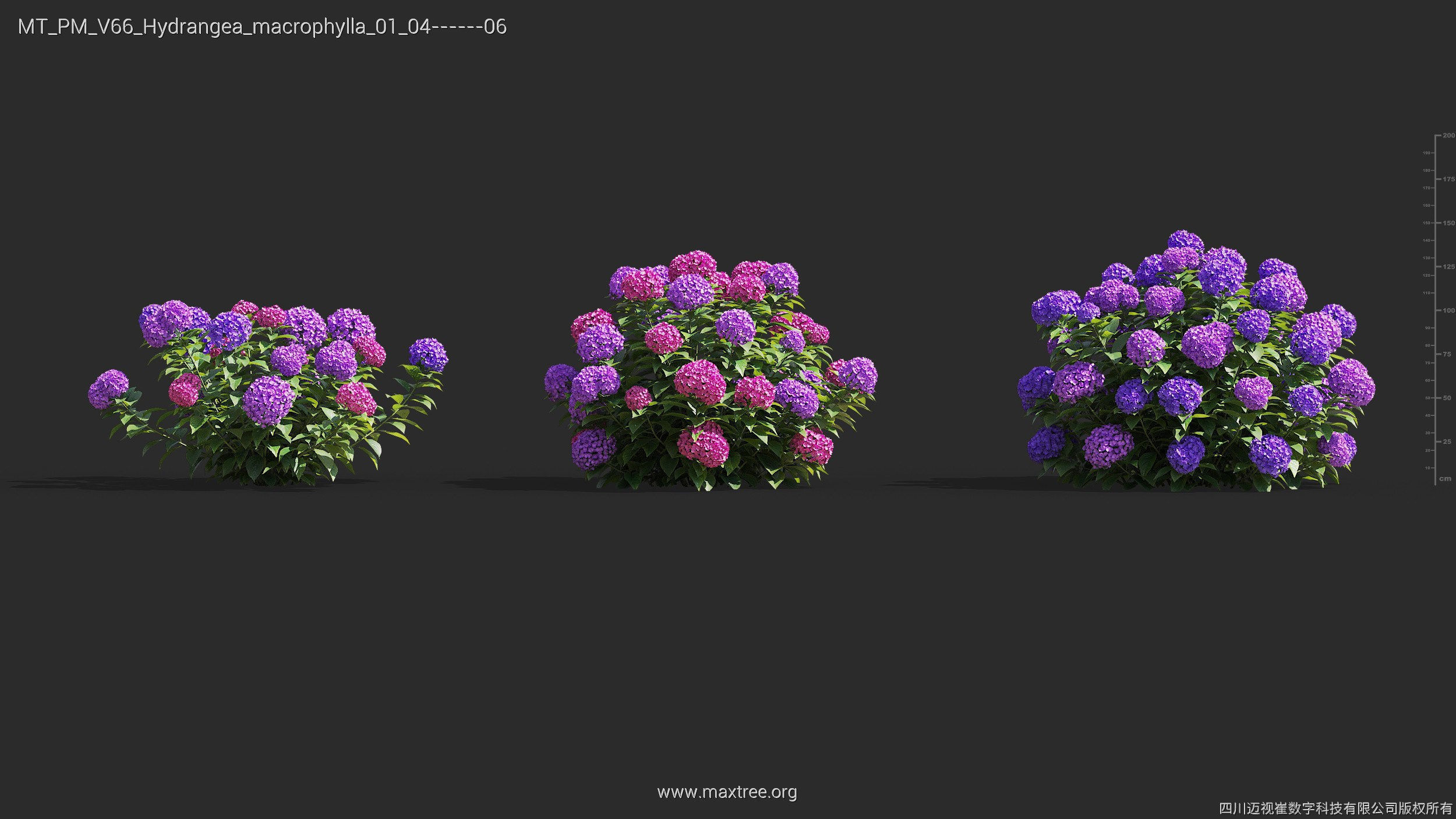 Maxtree Plant Models Vol 66 - Mesh 3D model_13