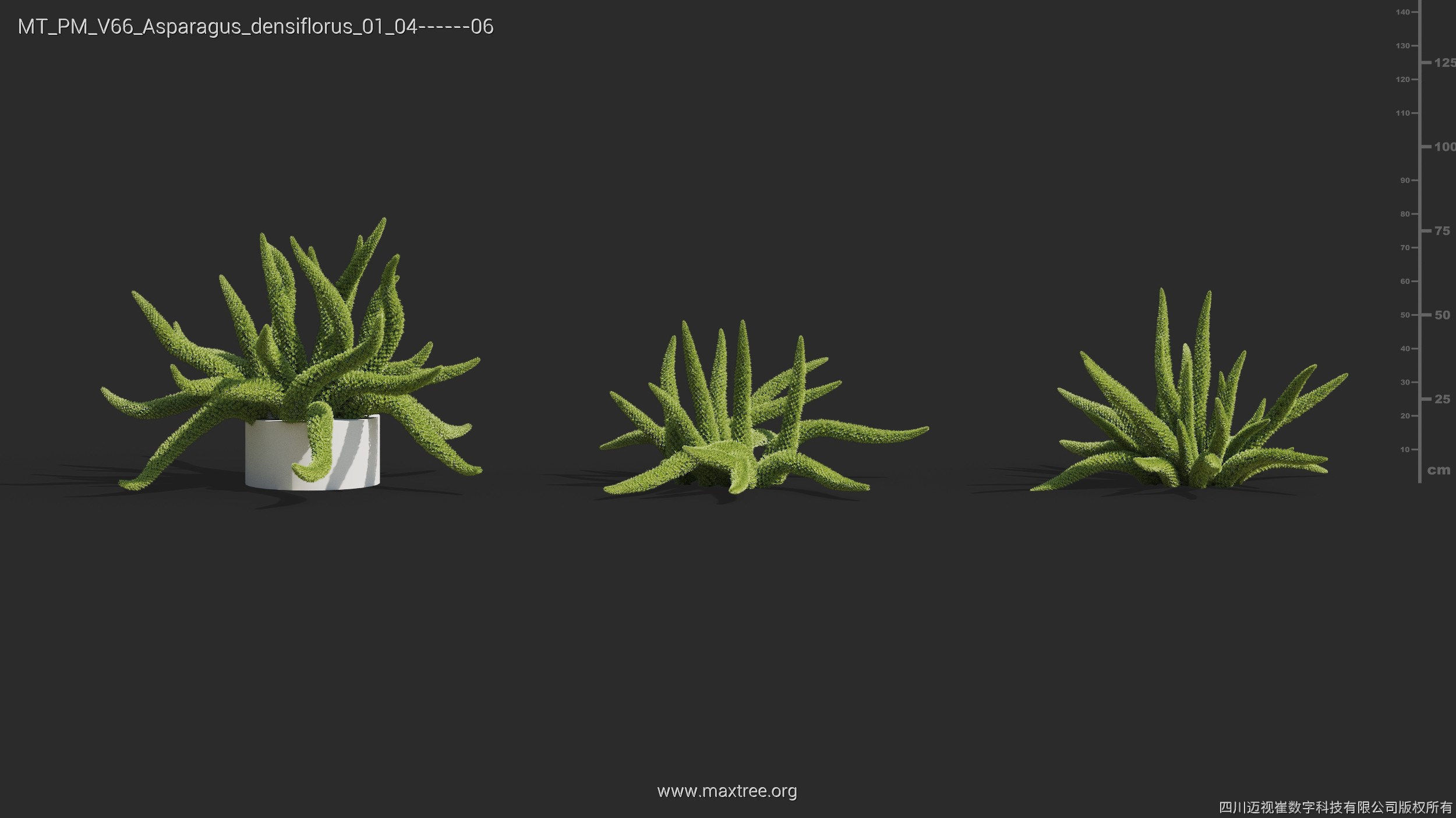 Maxtree Plant Models Vol 66 - Mesh 3D model_9