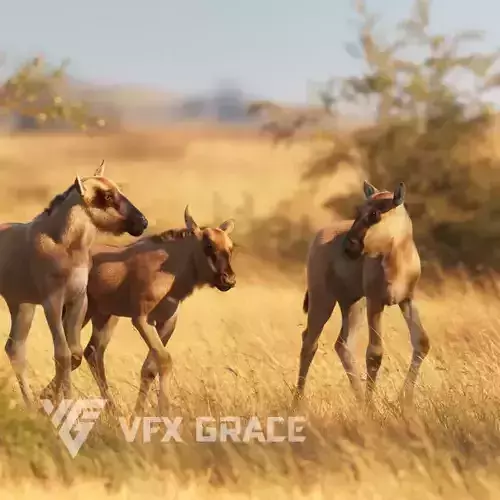 Baby Wildebeest Animated VFX Grace 3D model