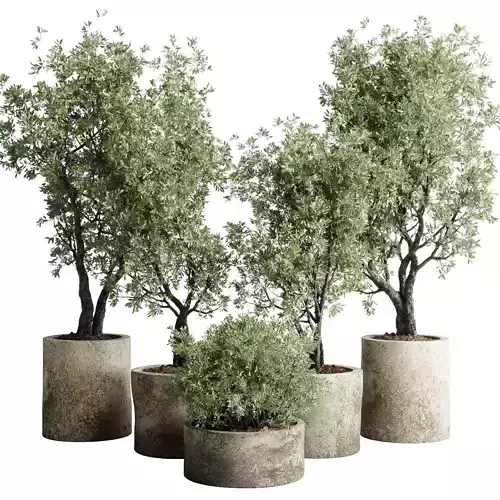 outdoor plant set 154 pot old olive tree concrete old vase