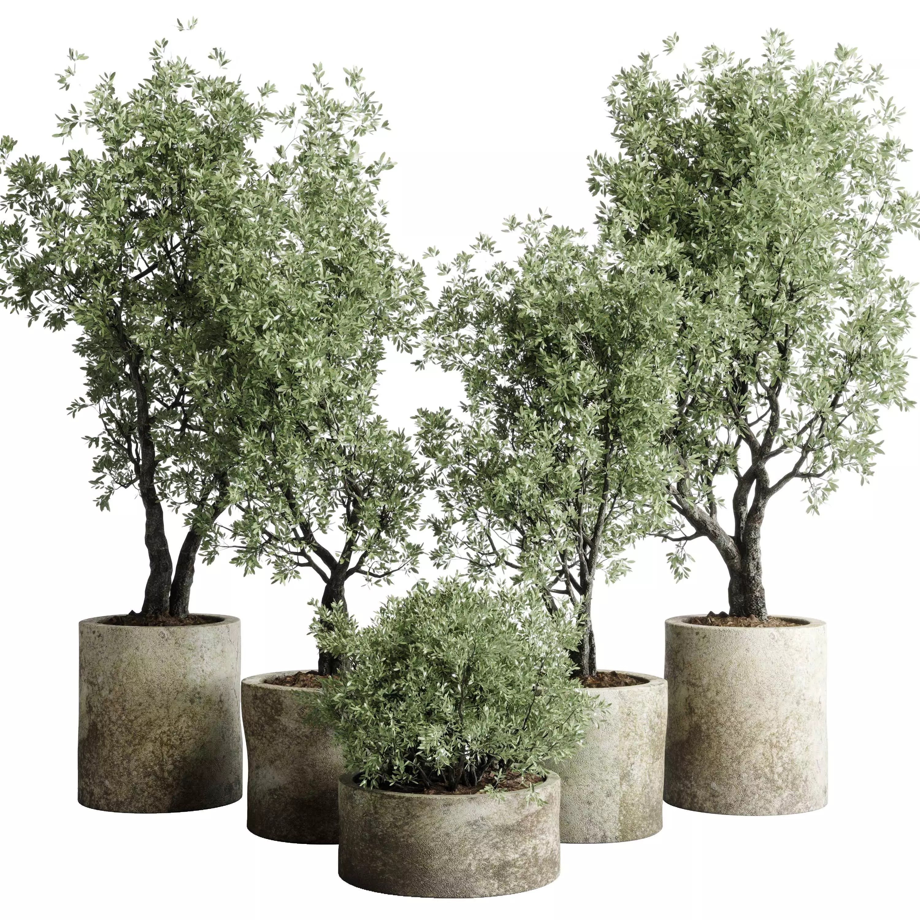 outdoor plant set 154 pot old olive tree concrete old vase Low-poly 3D model