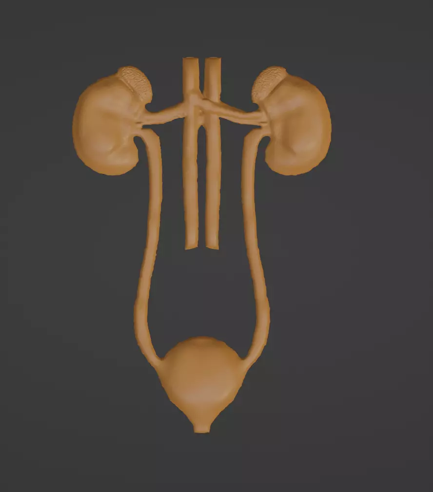 Bosaltim Sistemi 3D Baski Modeli - Excretory System 3D print model