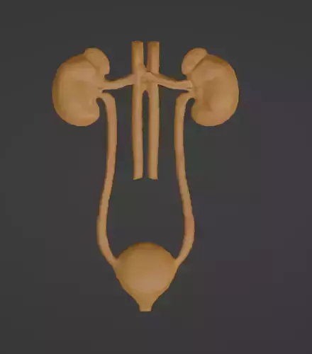 Bosaltim Sistemi 3D Baski Modeli - Excretory System 3D print model