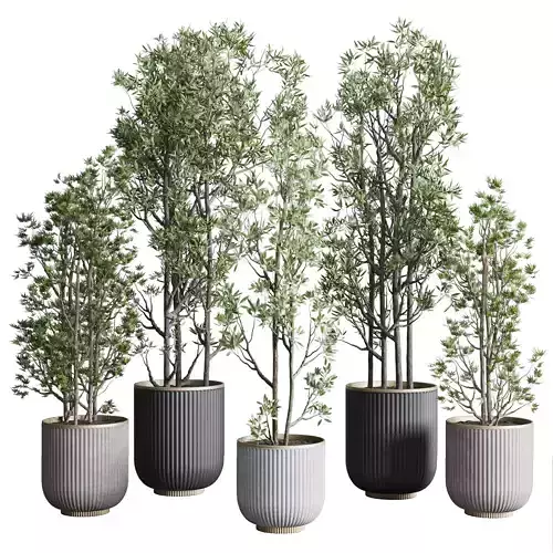 Indoor plant set 368 concrete vase plant tree shrub