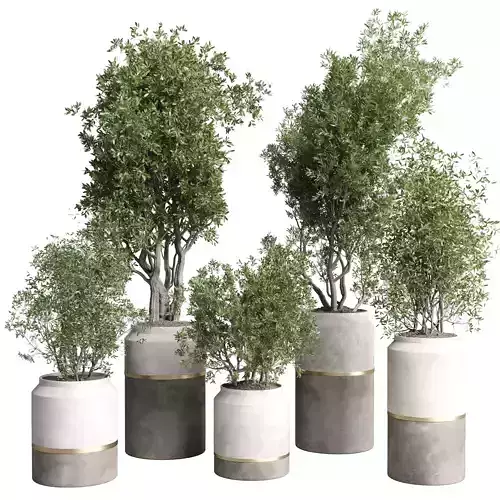 Indoor plant set 367 concrete vase plant tree shrub
