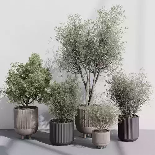 Indoor plant set 362 concrete vase plant tree shrub
